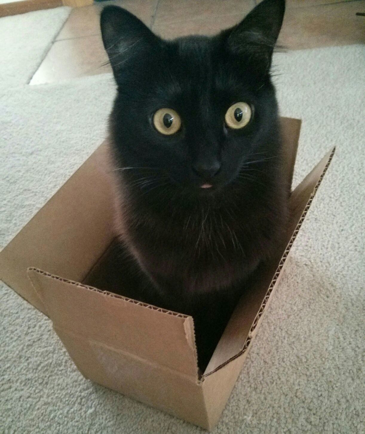 Meet chloe my rescue. her hobbies include making her eyes huge sticking out her tongue and box sitting.