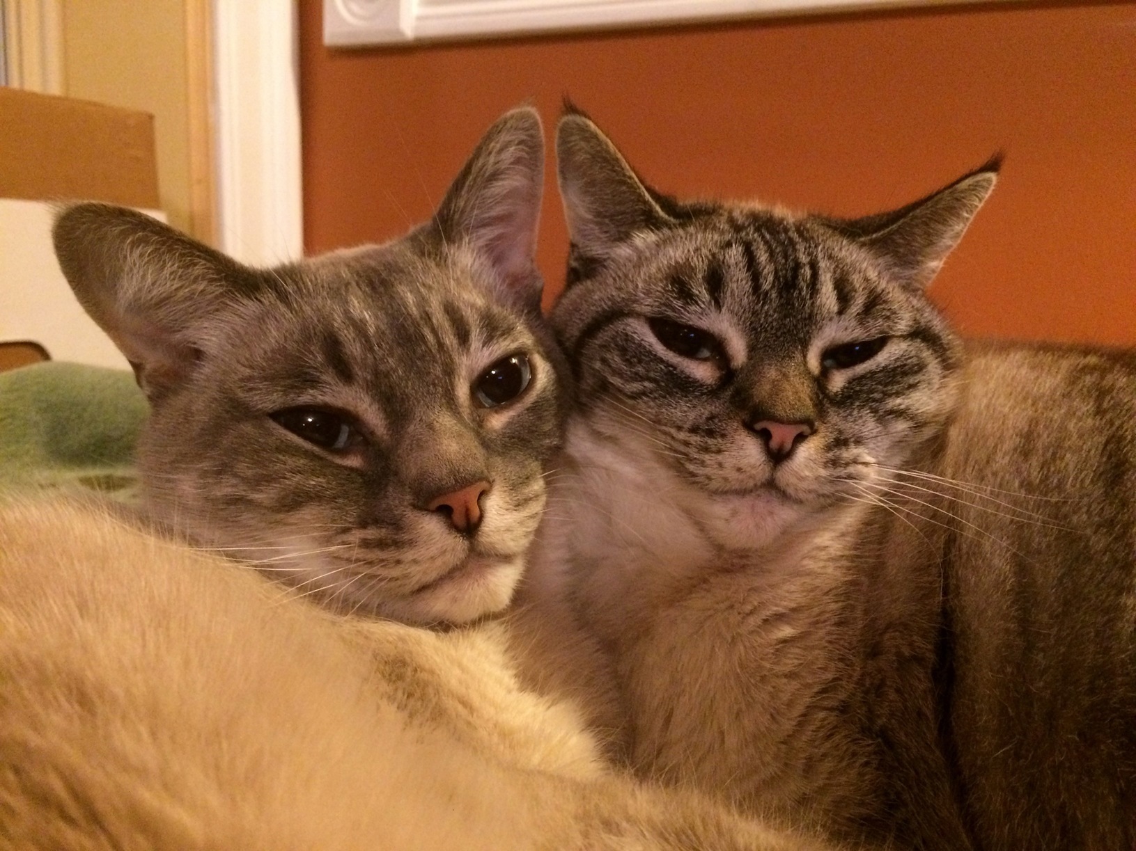 My cats turned 10 today. they woke me up early to make sure i knew. happy birthday