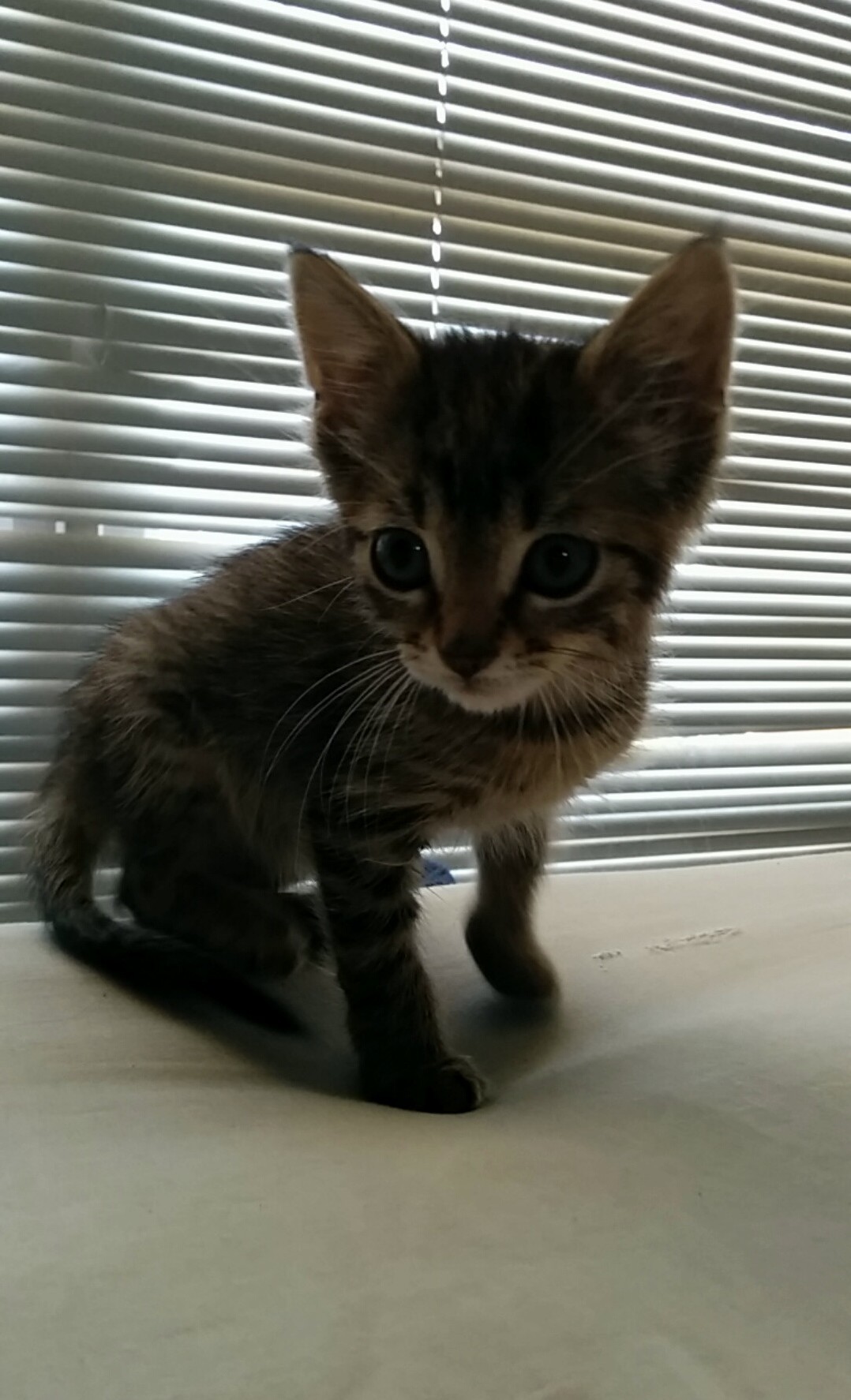 My fianc and i are proud foster parents for this little miss