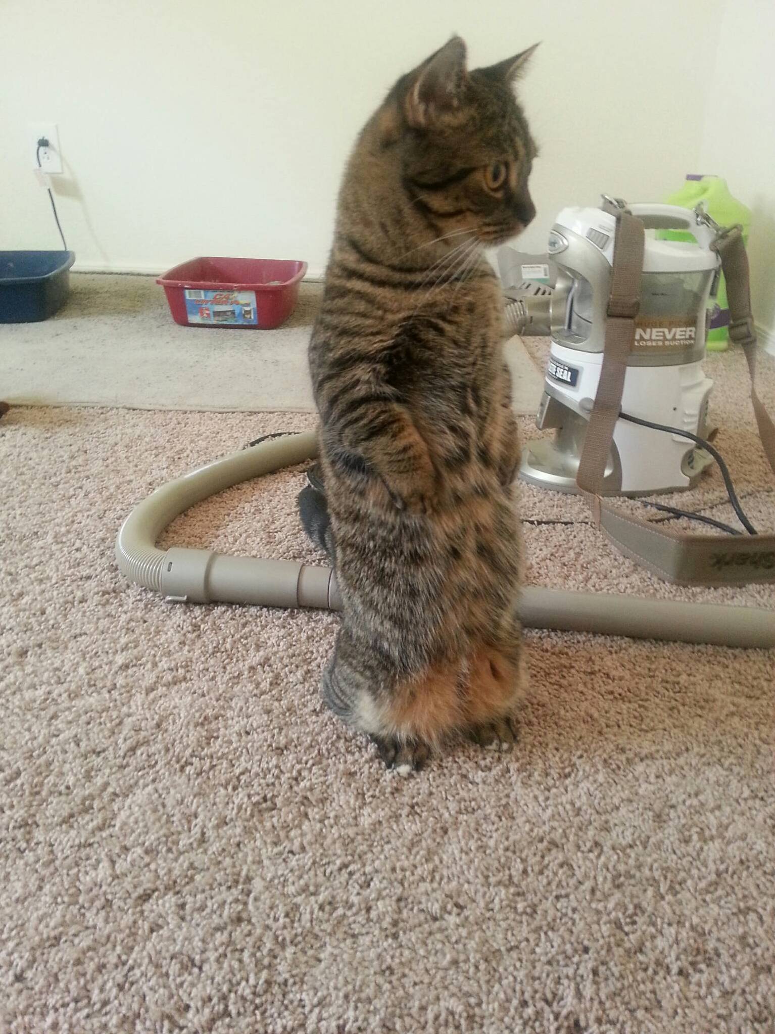 Our munchkin cat spends a lot of his time standing up
