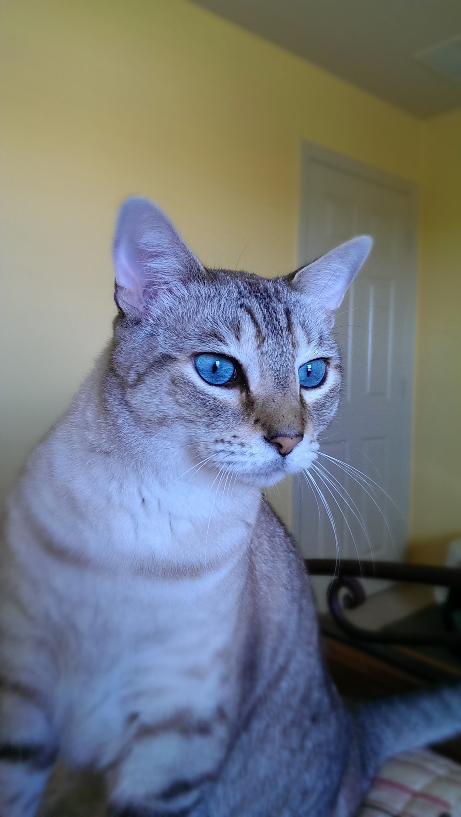 Rufus has such stunning blue eyes