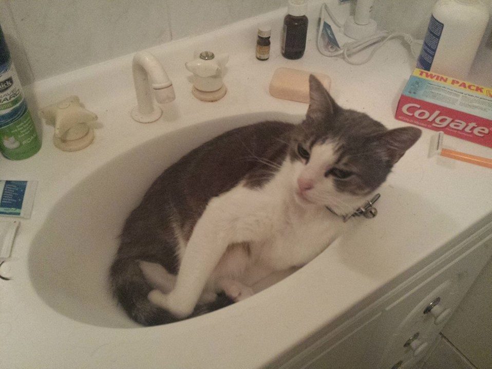 Took him 3 years to discover the sink. ladies and gentlemen eddyboy.