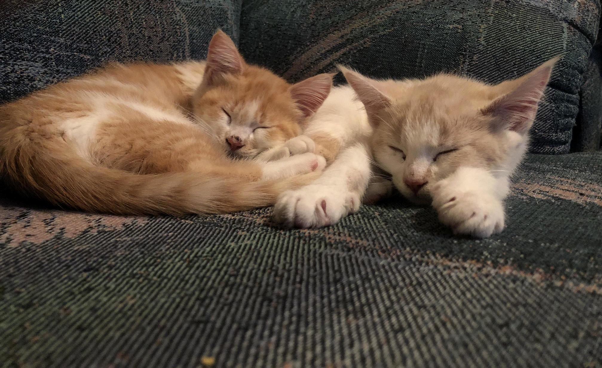 Adopted these two sisters recently. any advice for a first time pet owner