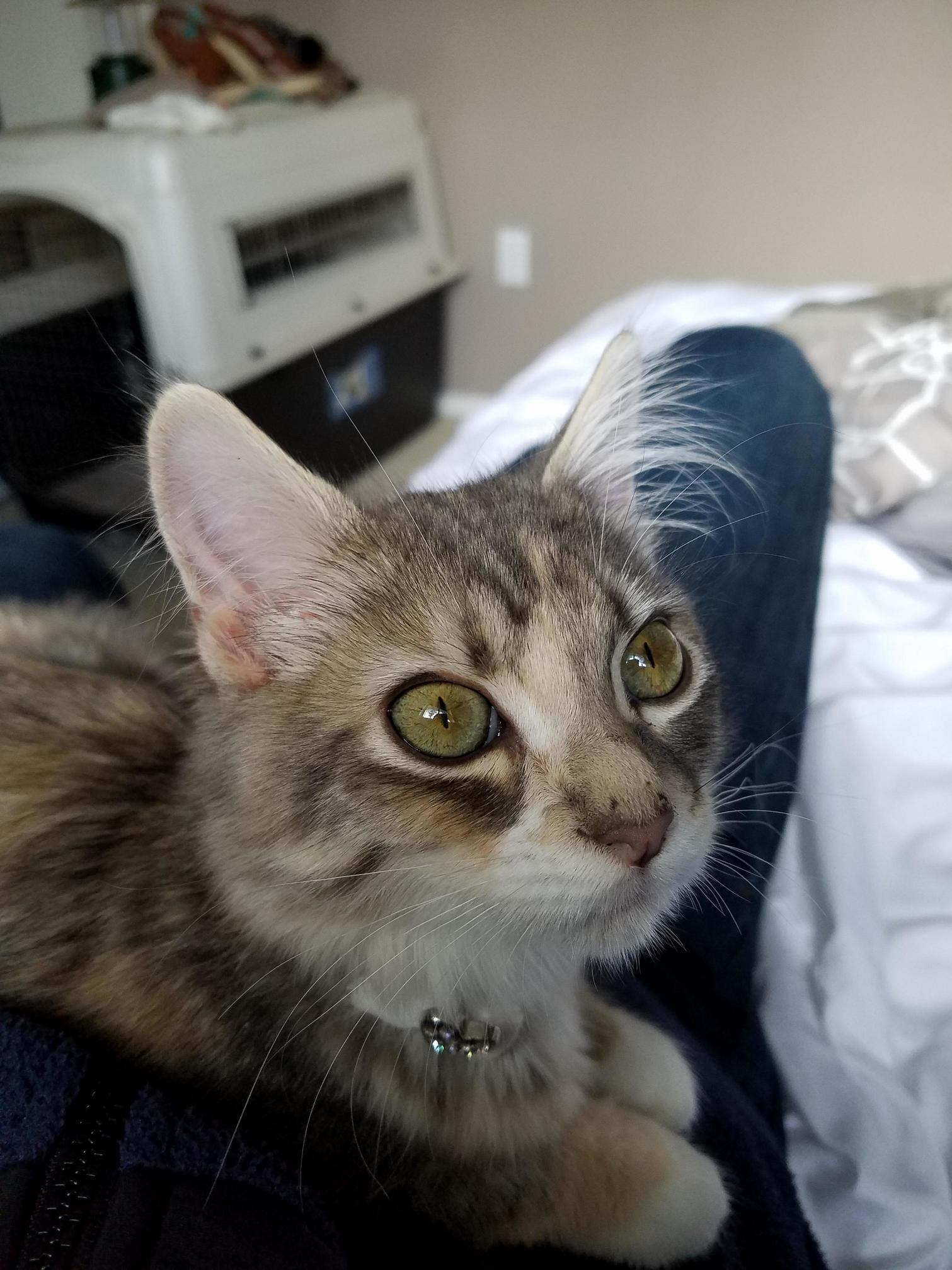 After growing up in a family allergic to cats, a week ago i adopted my first four legged friend. her names stella.