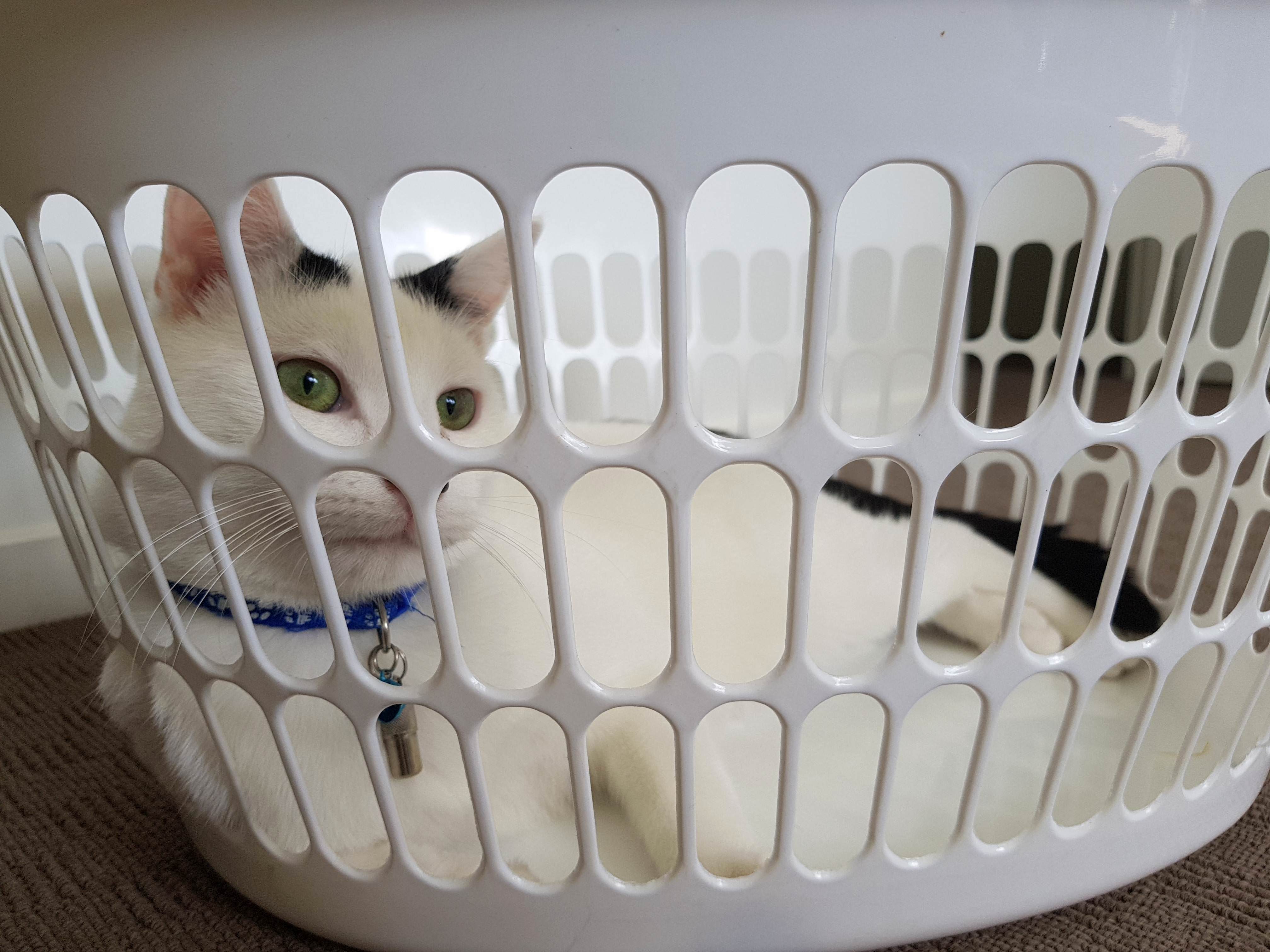 Anyone else have a cat obsesssed with laundry baskets