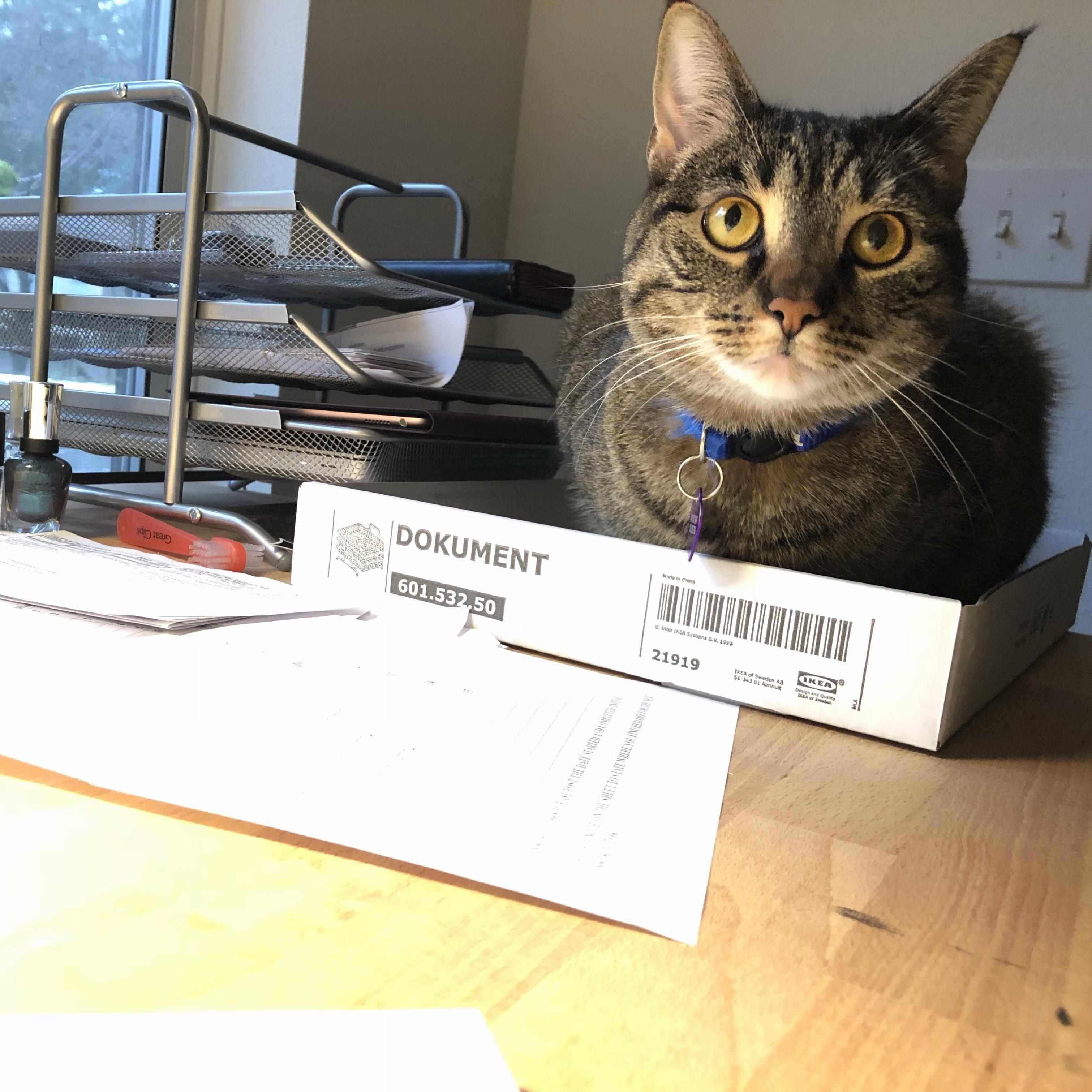Apparently ikeas desk organizers come with a bonus tray for your cat