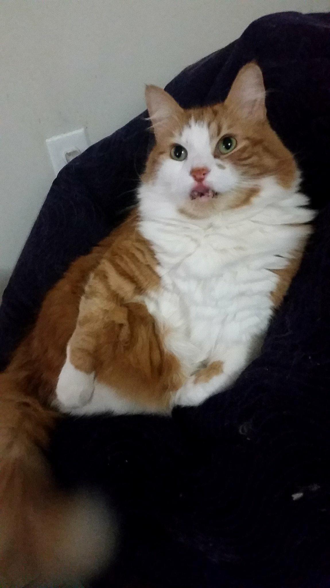 Caligula might be a derp, but hes my derp!