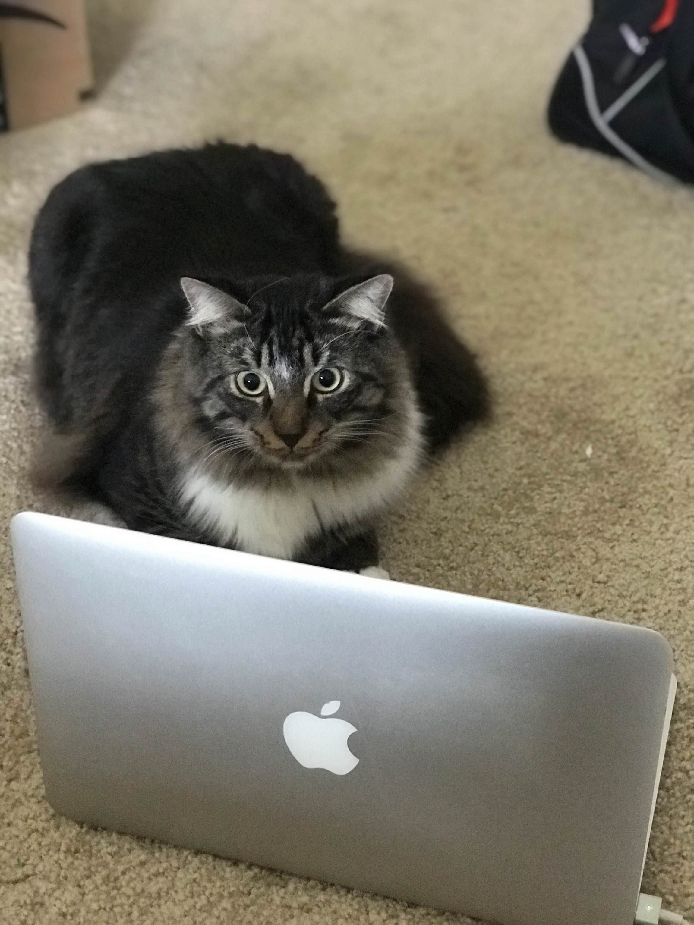 Computer cat