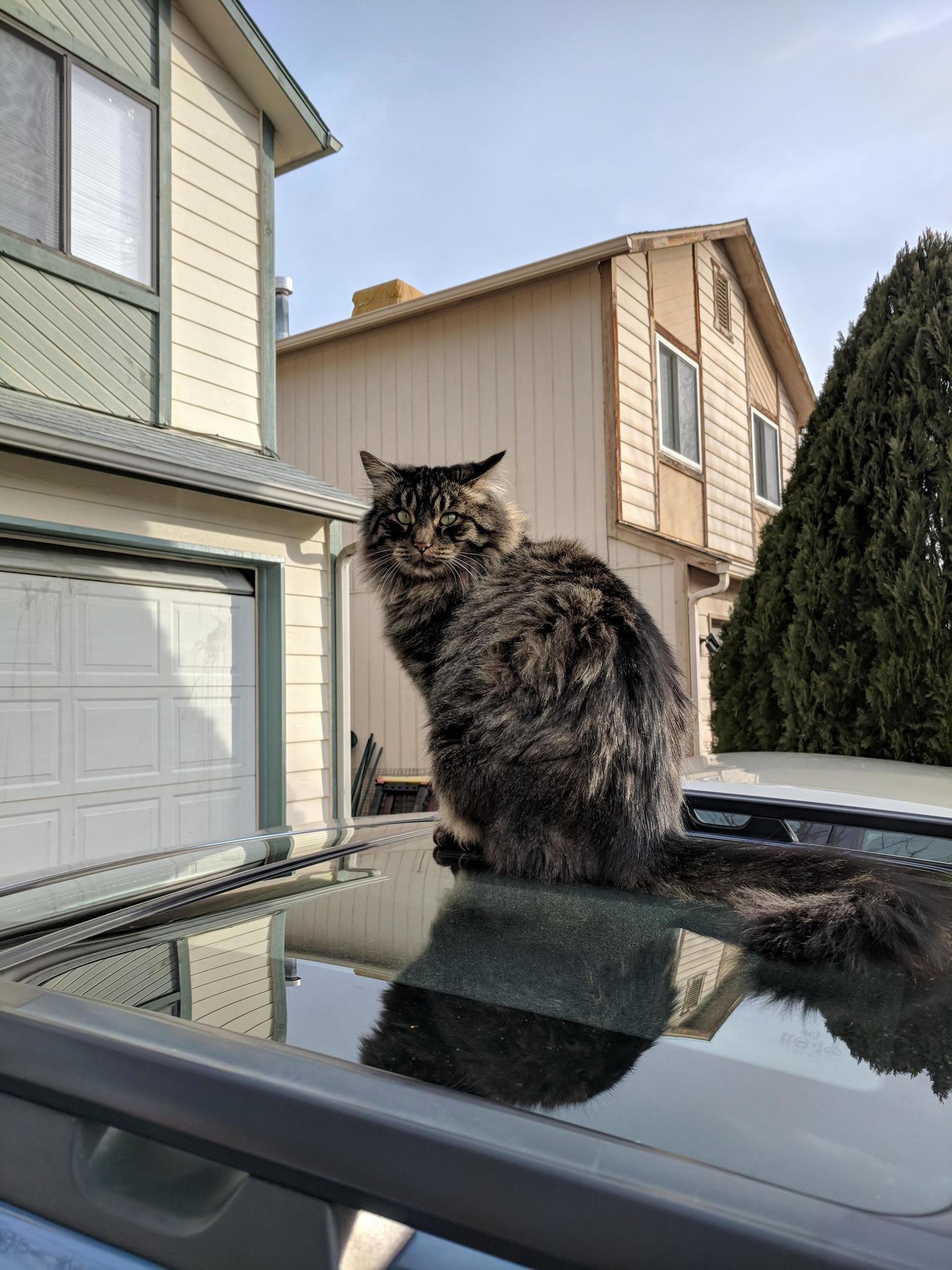 Dude loves putting paw prints on my freshly washed car.