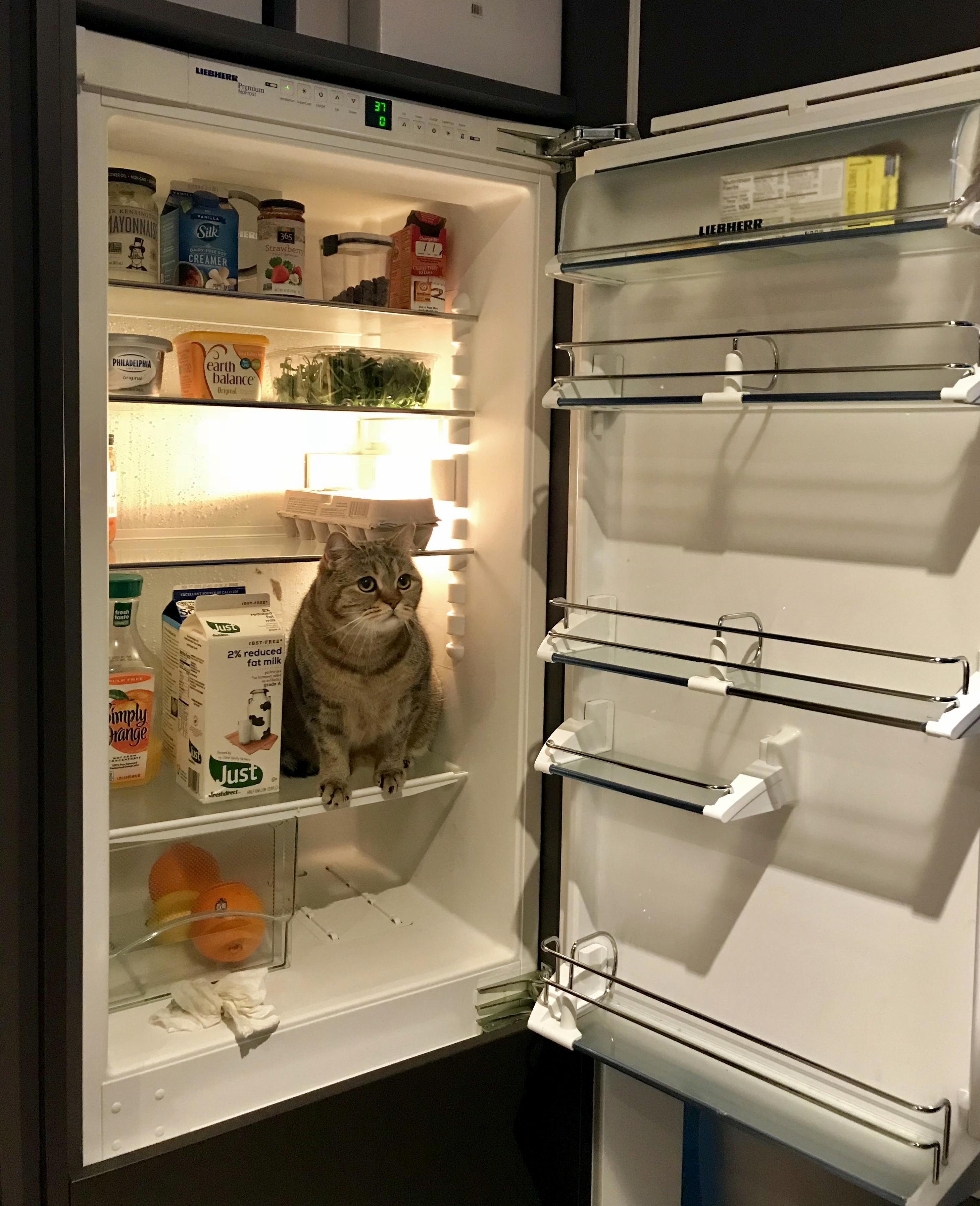 Every time i clean the fridge he decides he wants to help out…