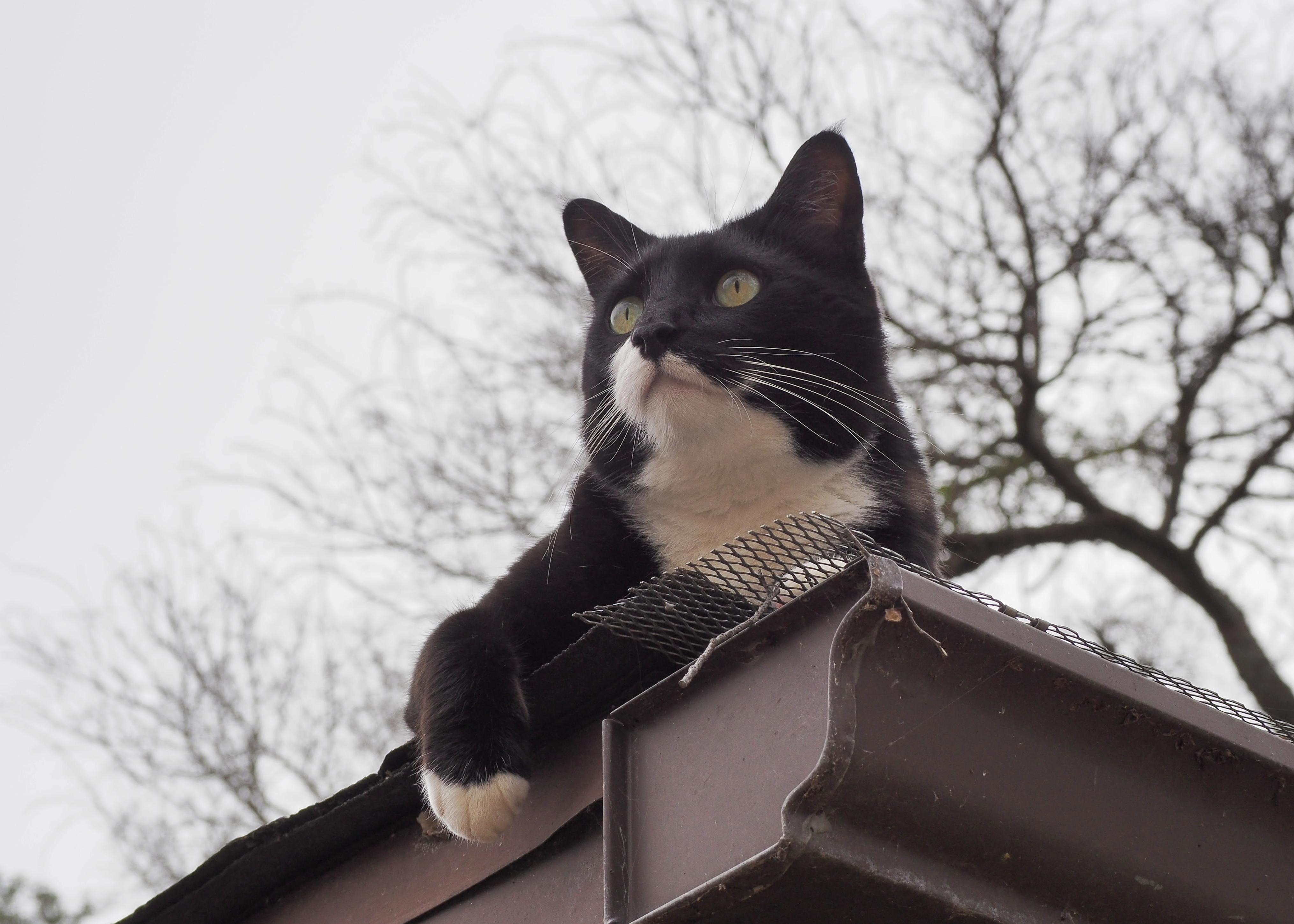 Hey, human. you should really clean these gutters.
