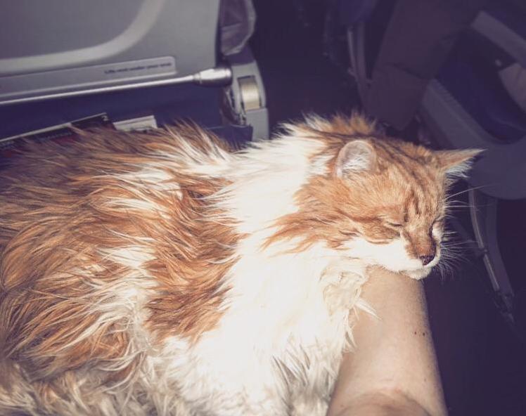 I just love my floof so much (here hes on his first 5 hour flight making a headline as the passengers kept coming to pet him and take pictures)