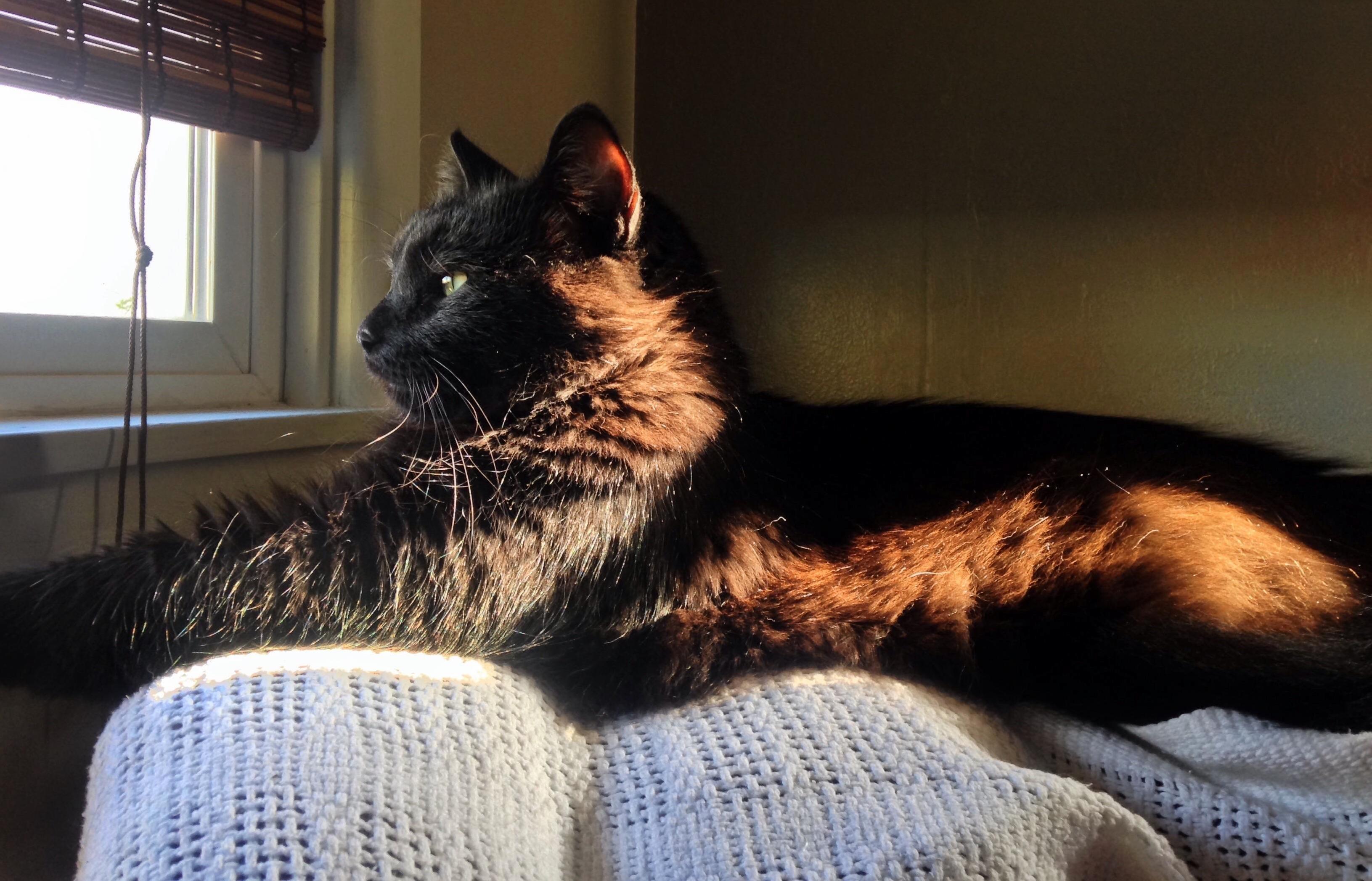 I love the suns bronze effect on my kitty