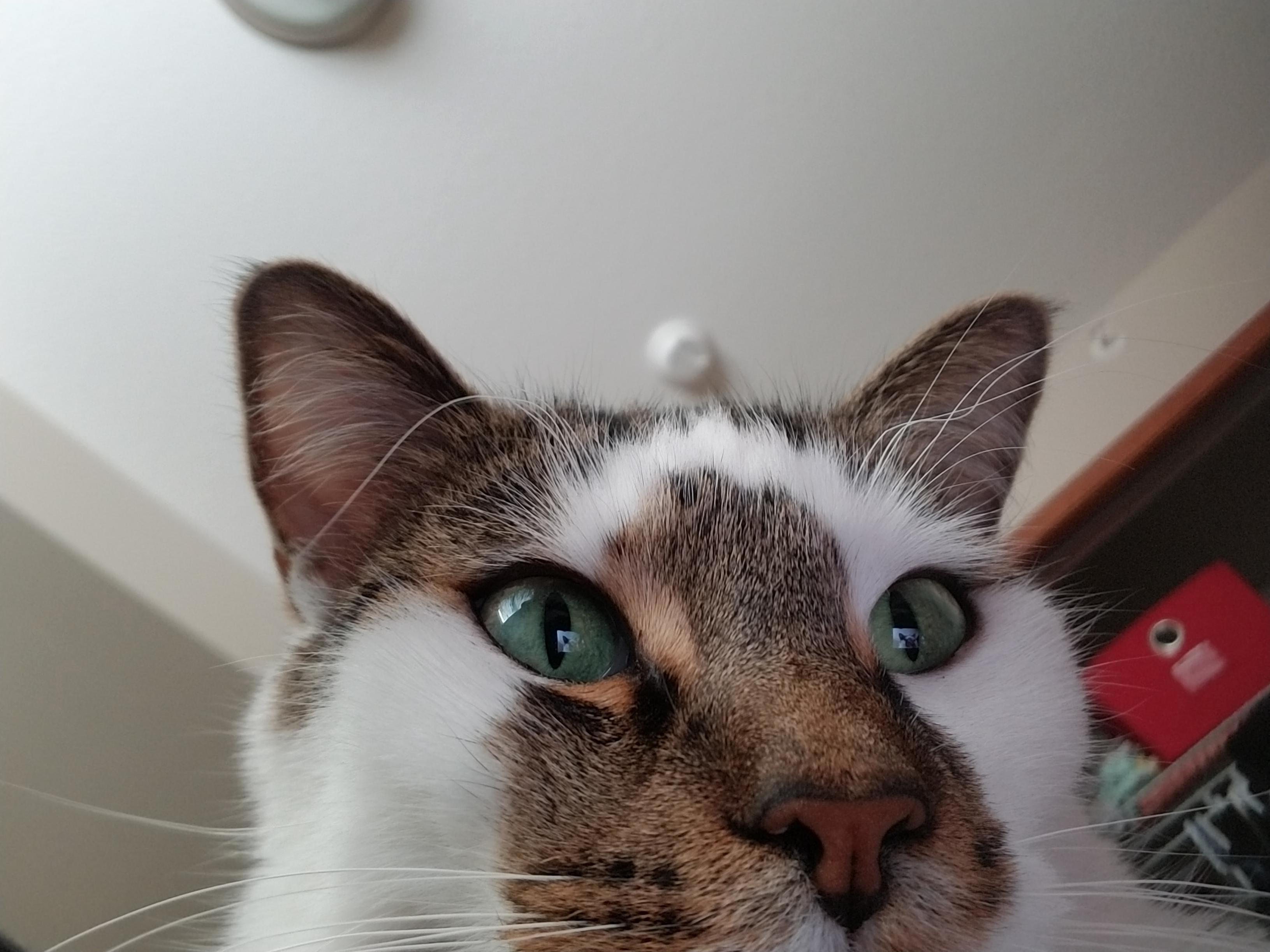 I showed my cat chester what he looked like on my phone, and he decided to take his first selfie.
