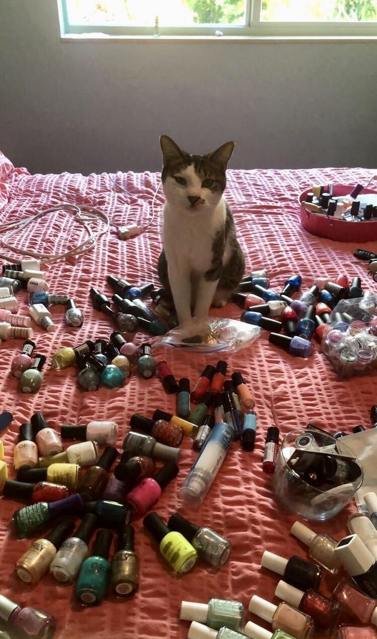 Ive never met a cat more fascinated by nail polish
