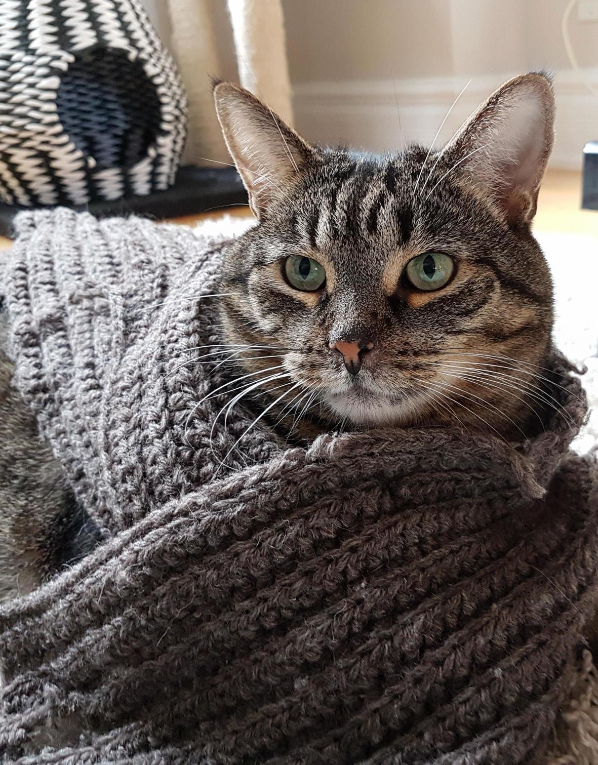 Louie in scarf