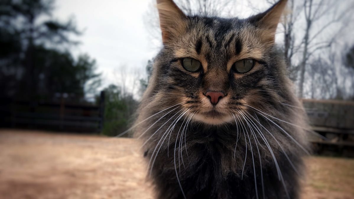 Max the barn cat. he was brought on to help control the mice. he does not do that.