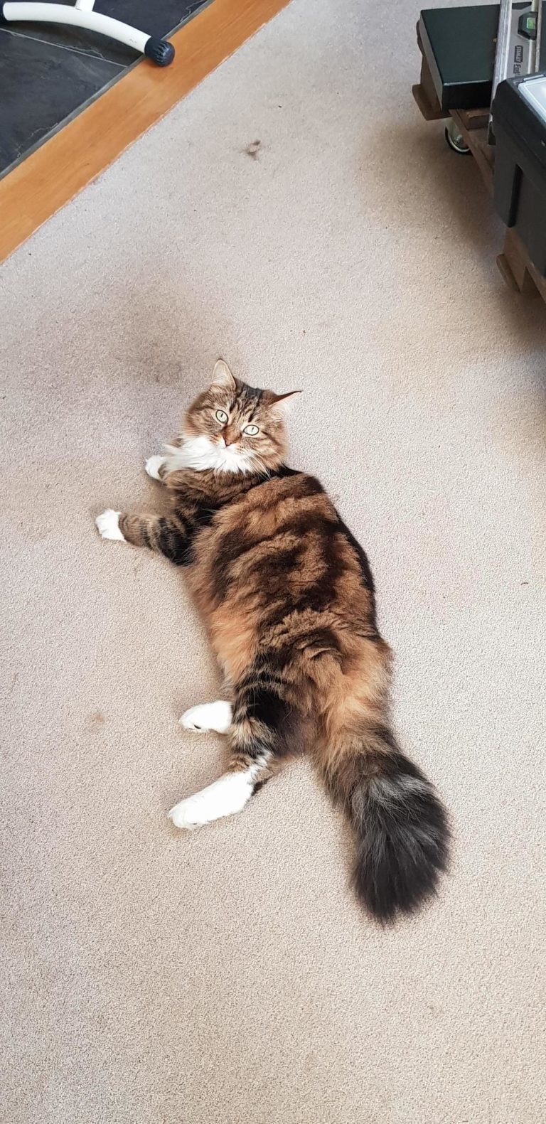 Tiny lion Cute cats HQ Pictures of cute cats and kittens Free