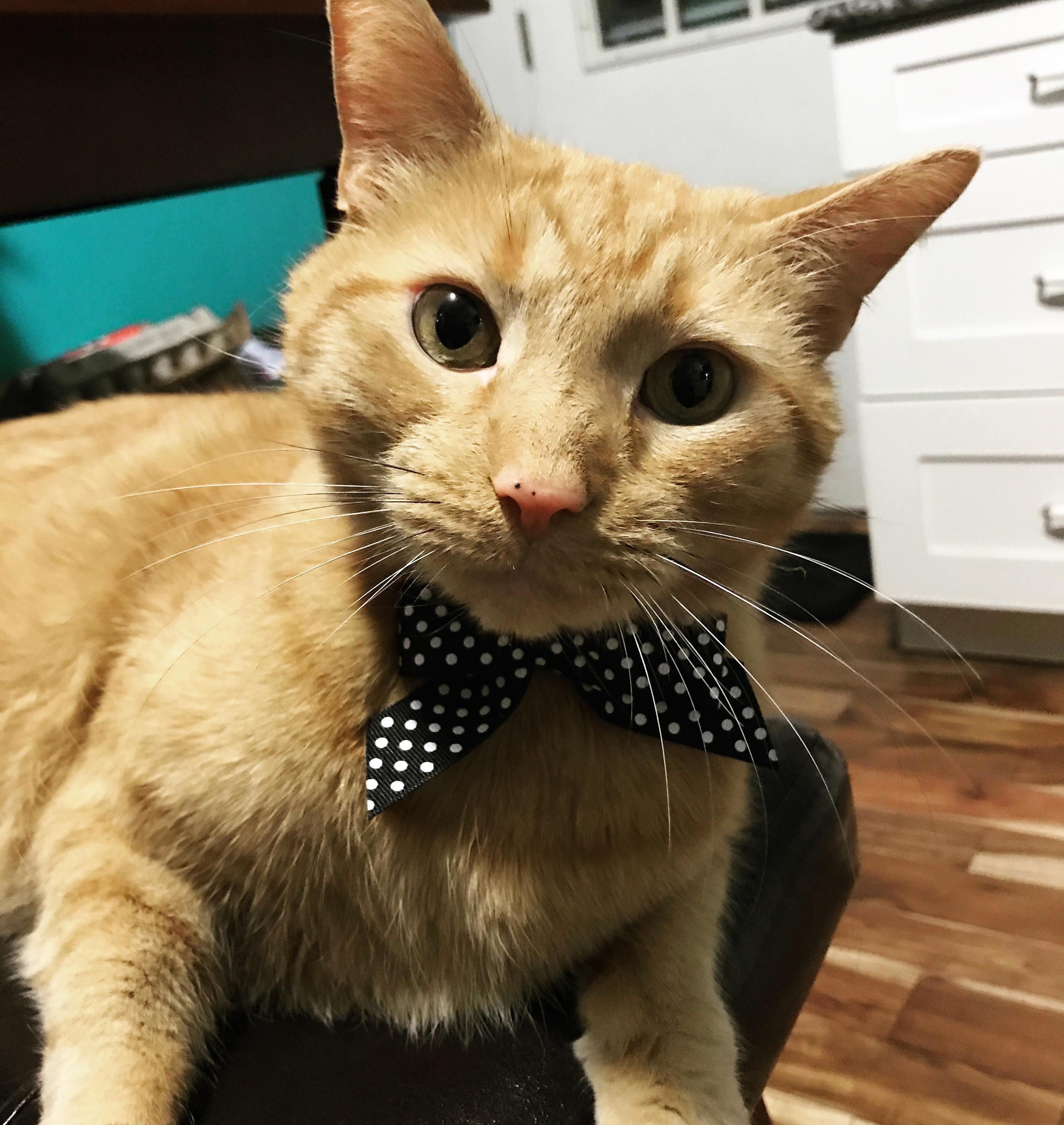 My handsome man looking fresh with his new bowtie
