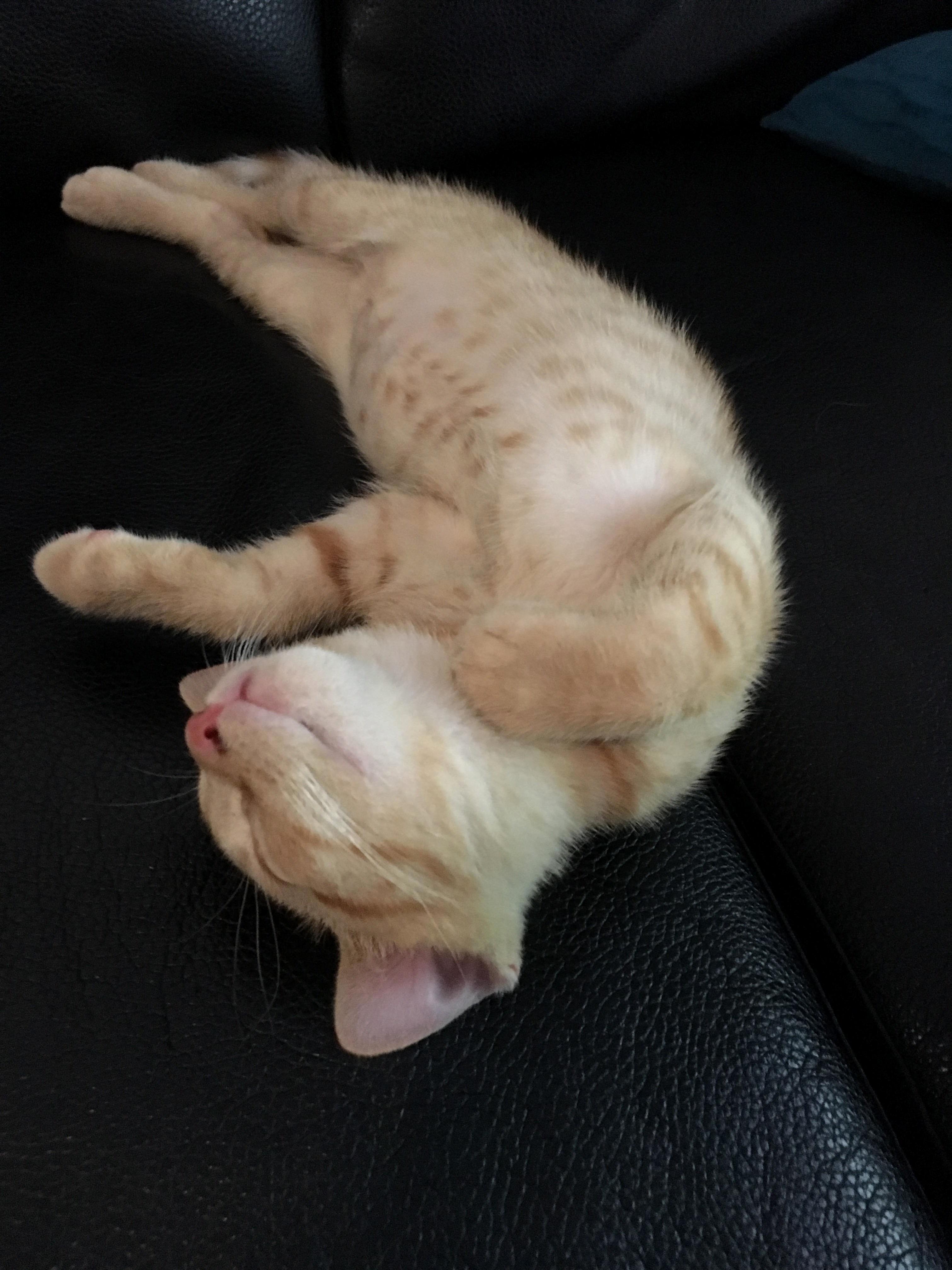 Our foster kitten just having a snooze