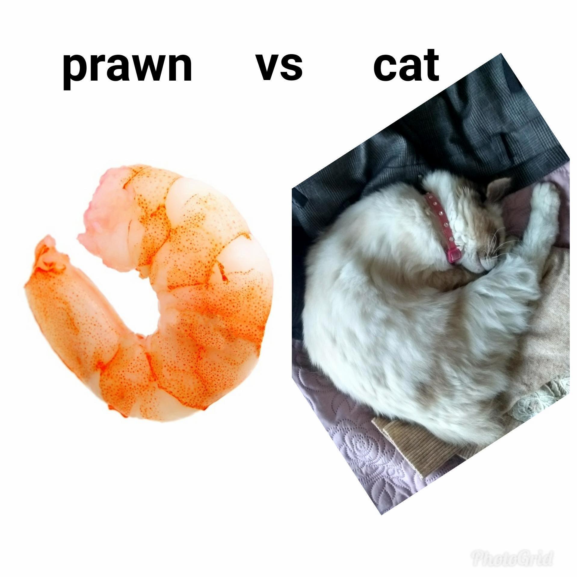 Prawn vs cat