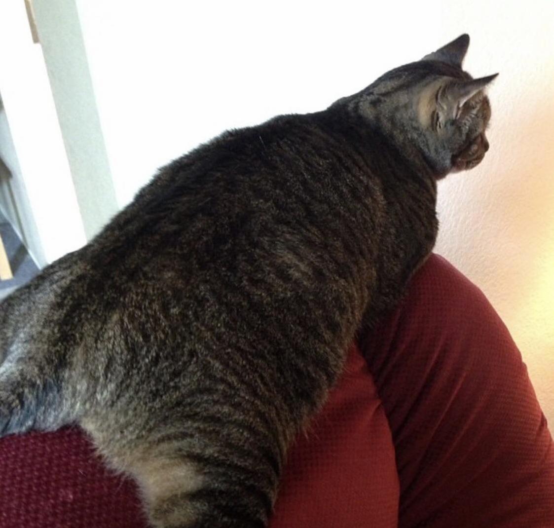 Reddit meet my fat cat charlie.