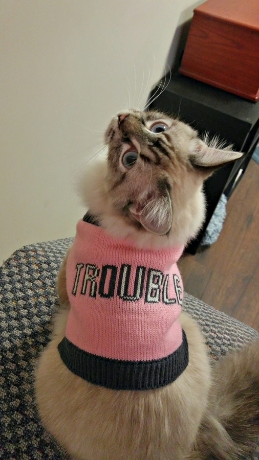 Saw this sweater and had to buy it for her because my dad calls her a hooligan when we visit