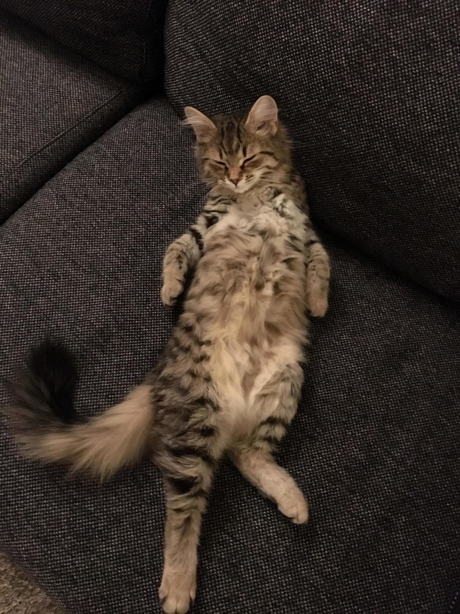 The fluffy tummy trap is set!