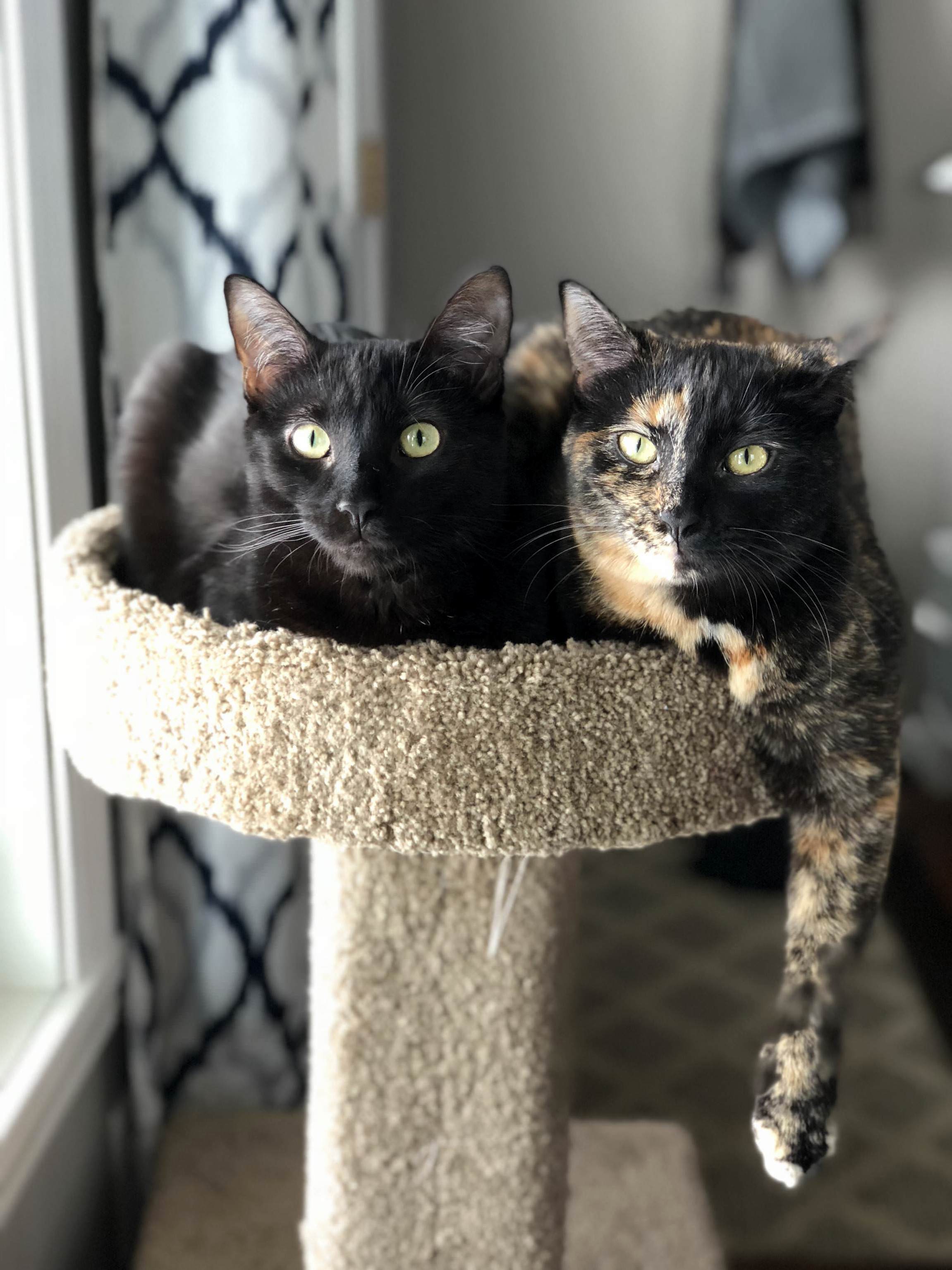 They may not fit as well as they once have…but they still like to hang together.