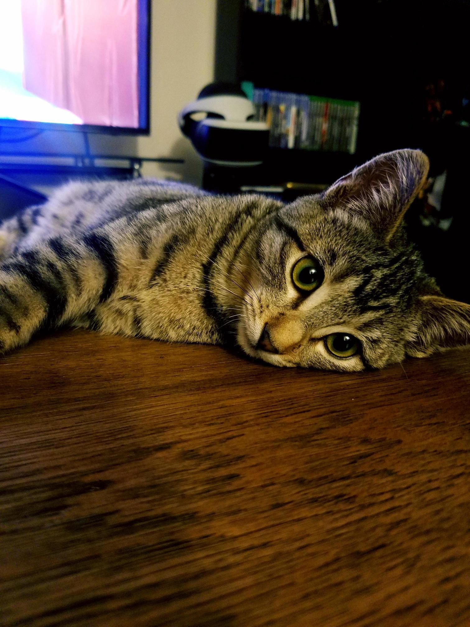 This is how he looks at me when i play games.