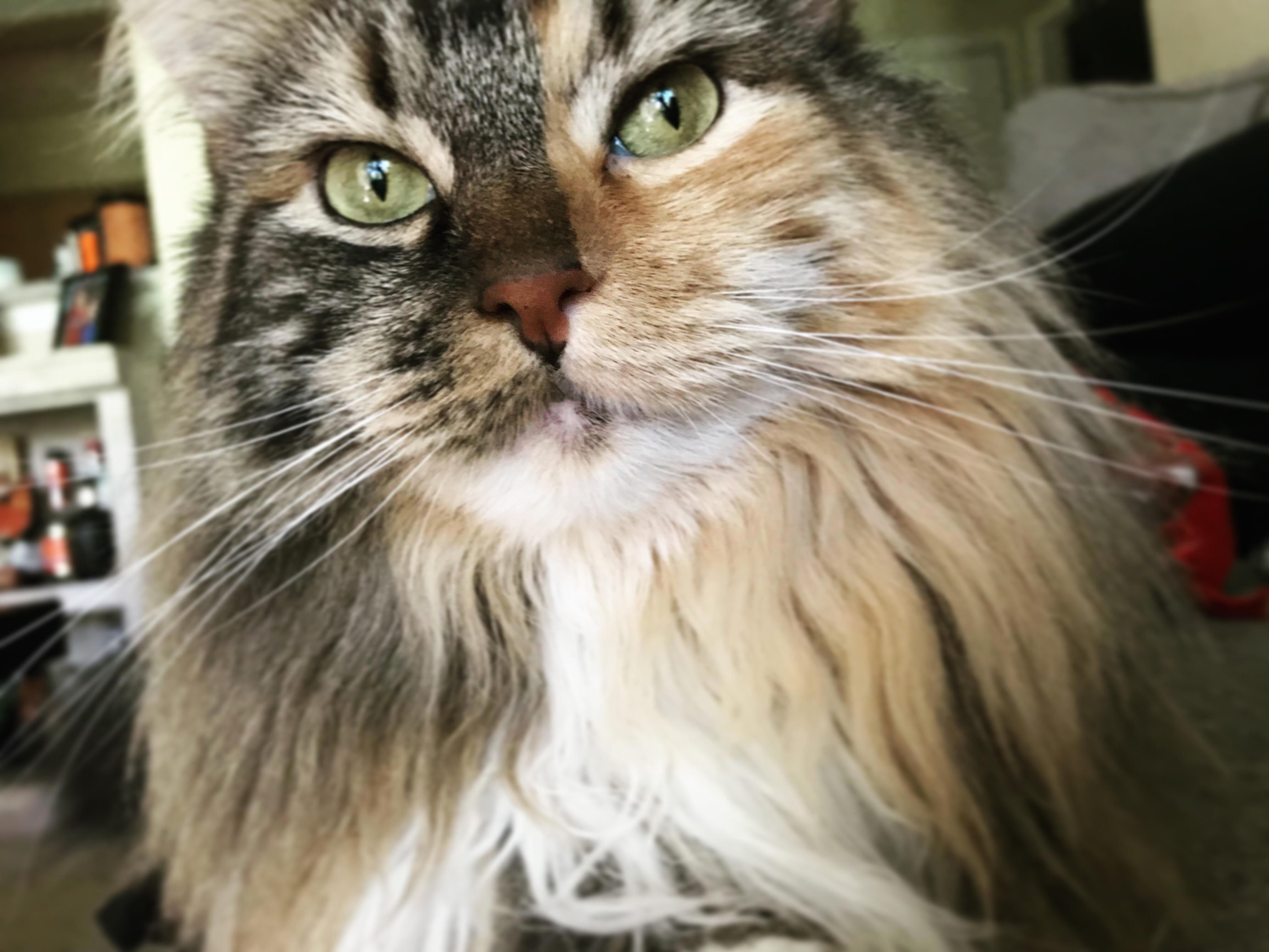 This is kala. she knows just how beautiful she is.