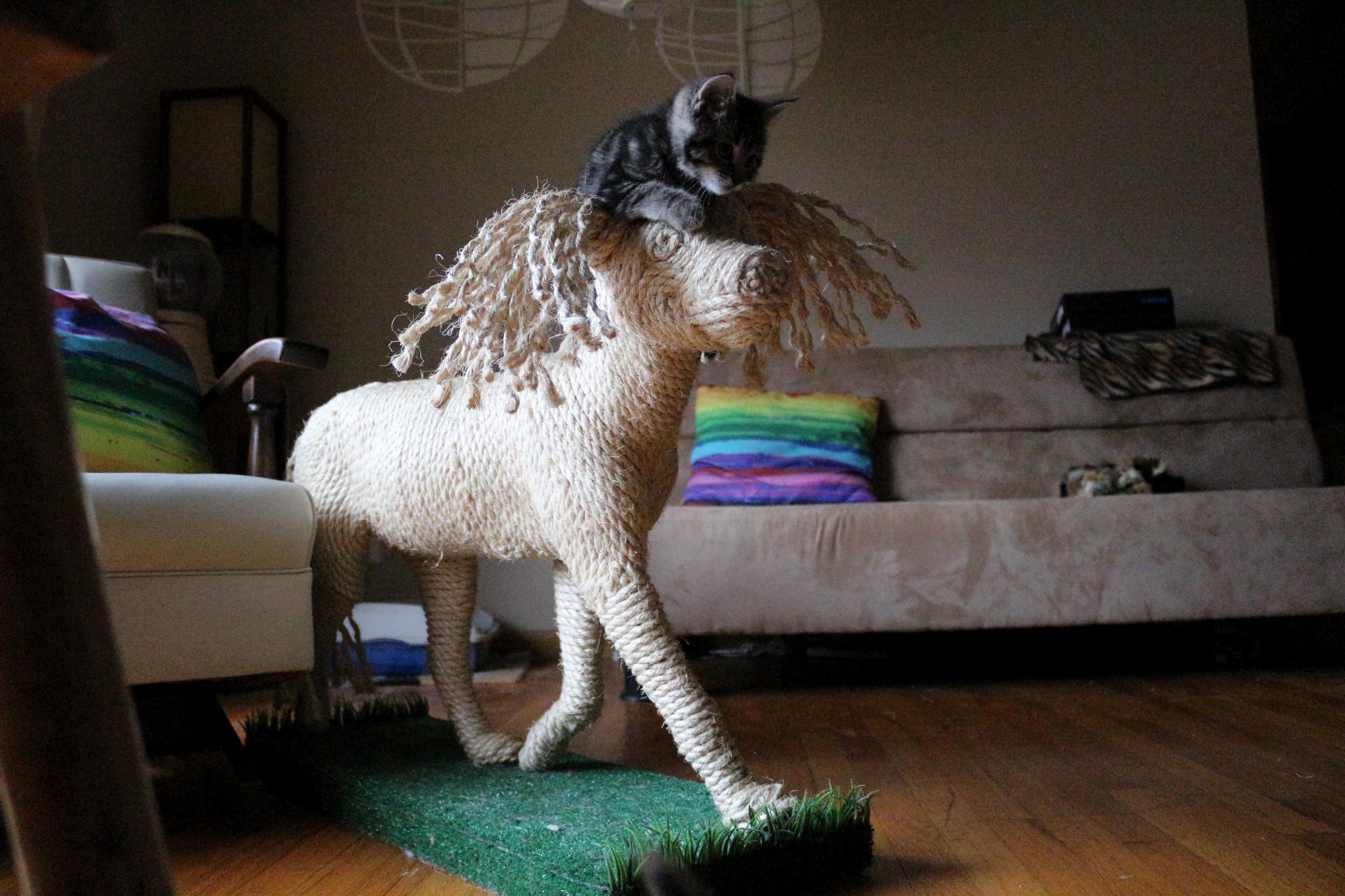 What every cat wants; a dog scratching post! 