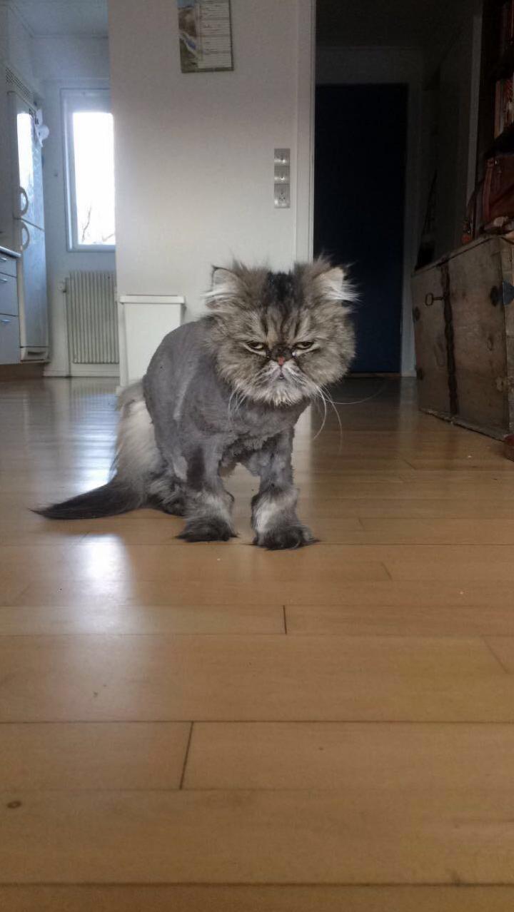 Wilma waking up after a haircut. i dont think im loved anymore