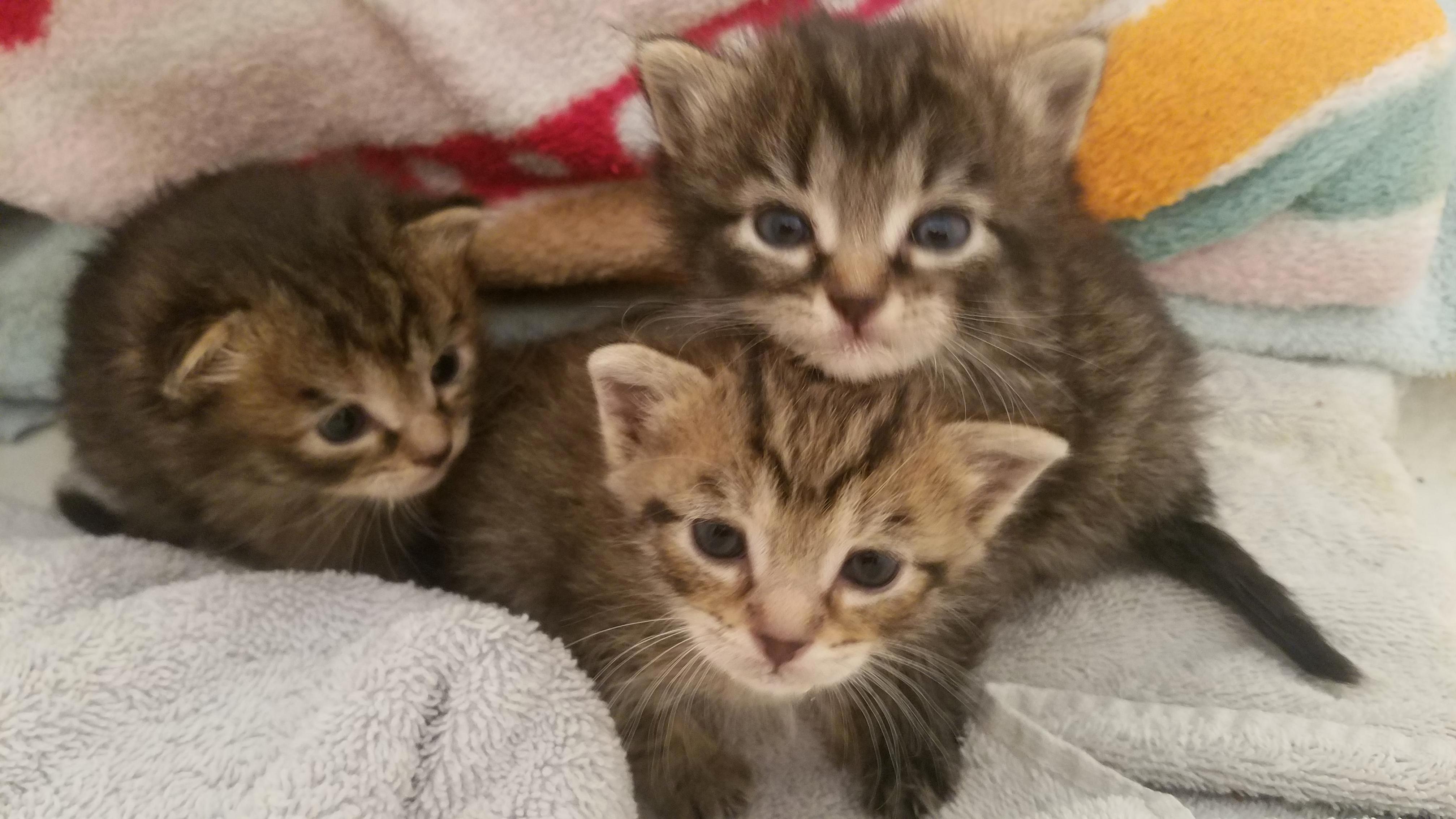Adorable foster babies, about 4 weeks old
