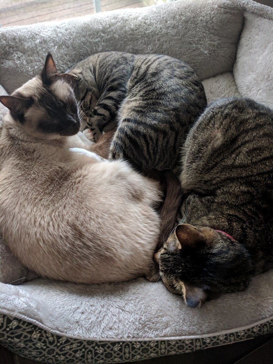 All 3 cats.