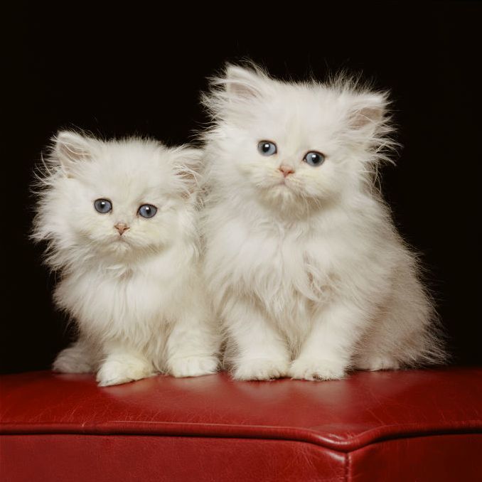 Cats twins with cute face, hairs & blue eyes, wonderful!