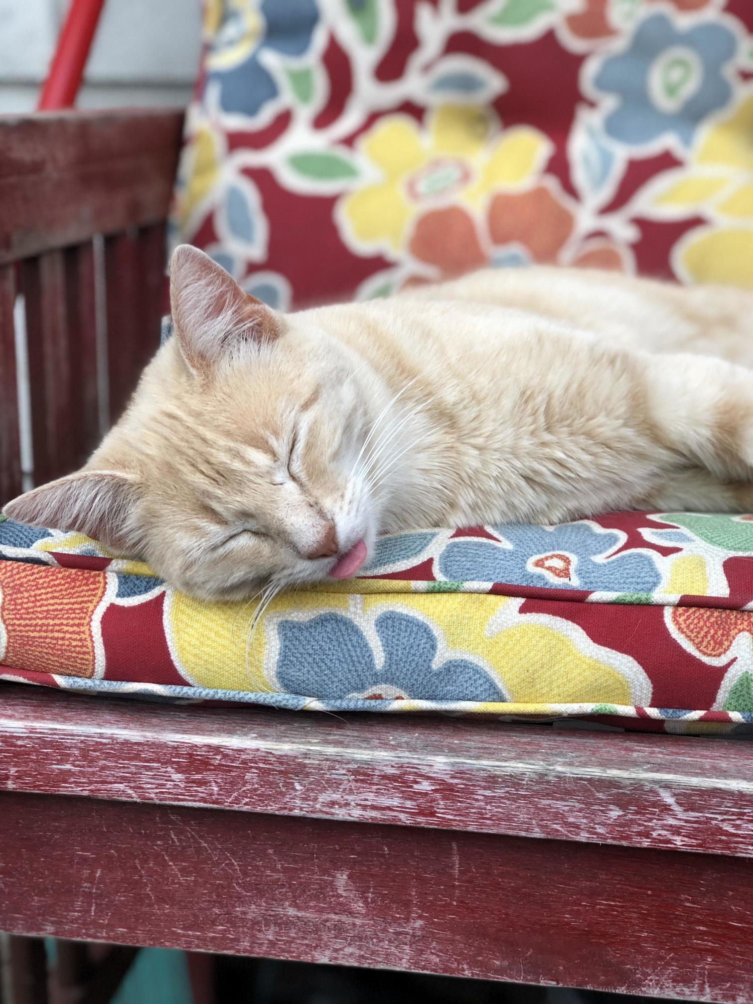 Caught the barn cat napping on the job