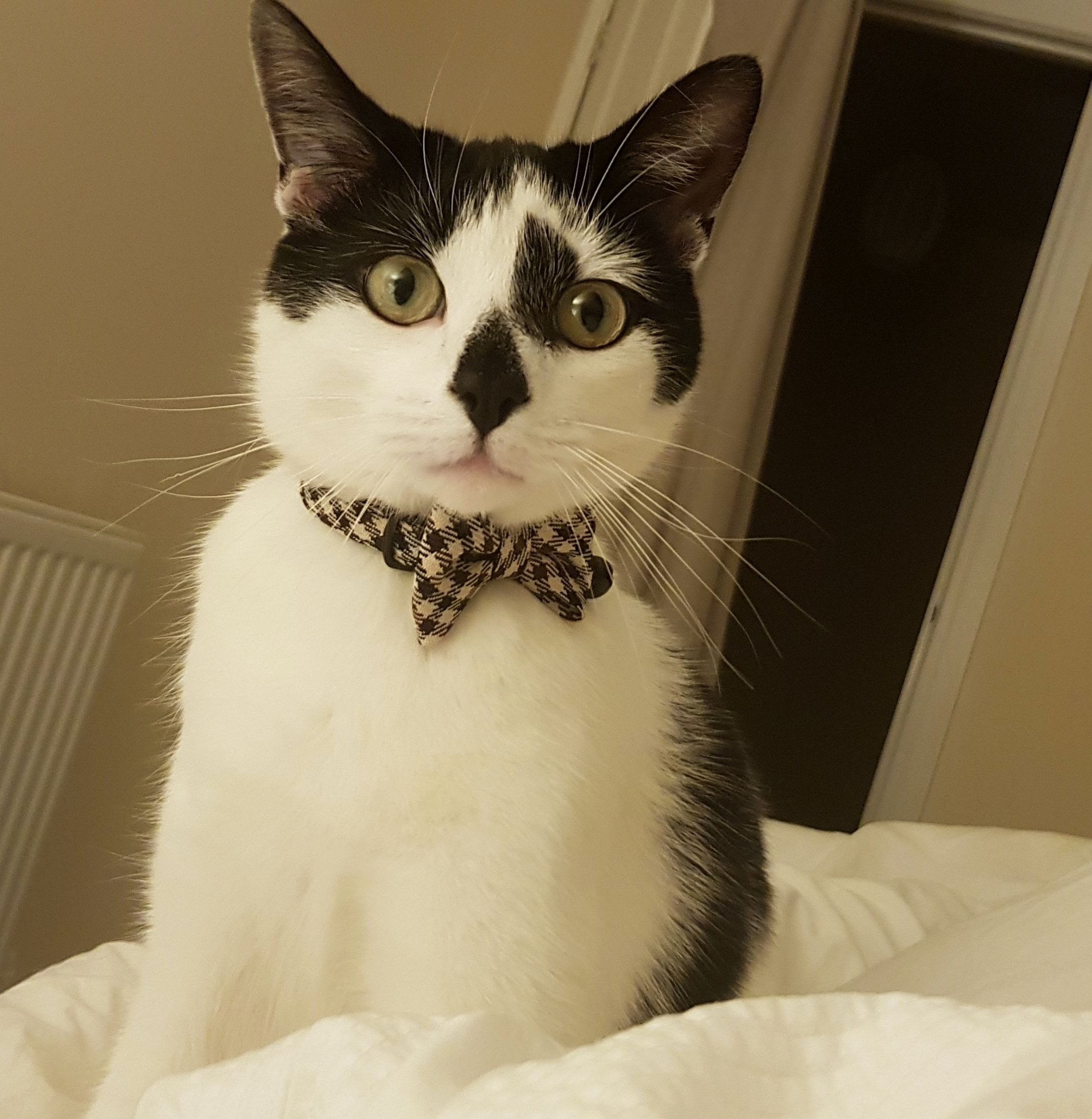 Ernest showing off his new bow tie after he lost the first one.