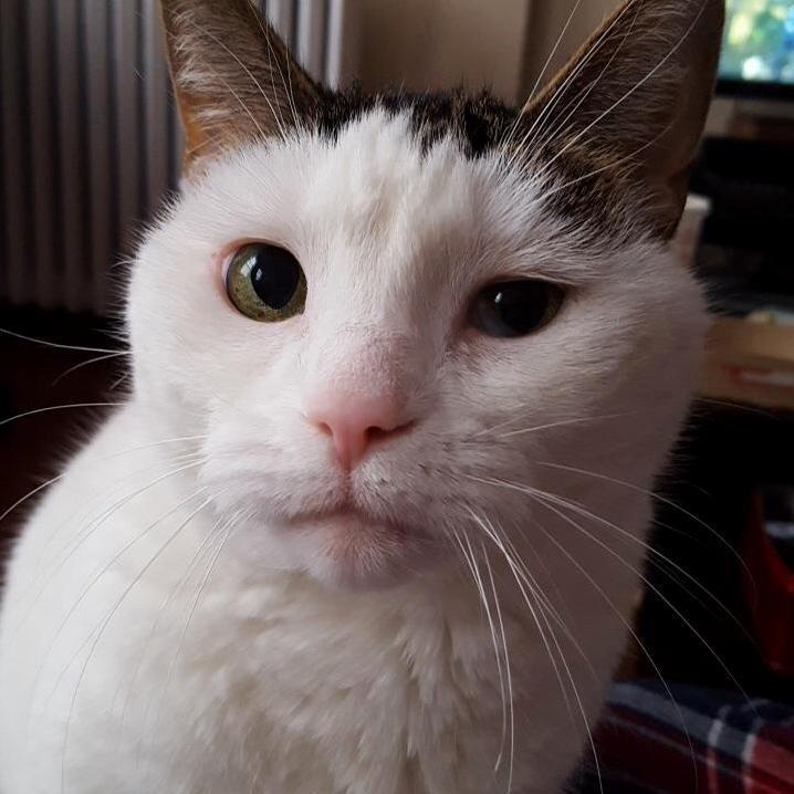 Everyone, this is zoey. she has fiv and a lazy eye but i love her 