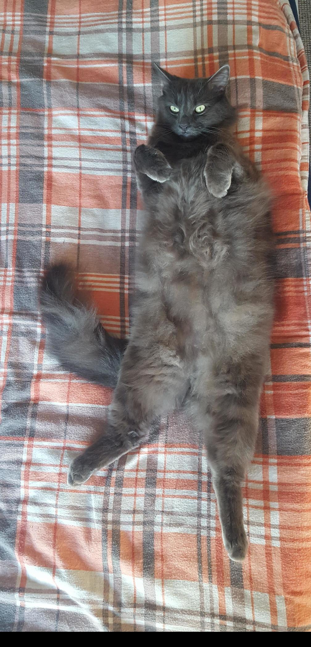 Gray floof would like some belly rubs.