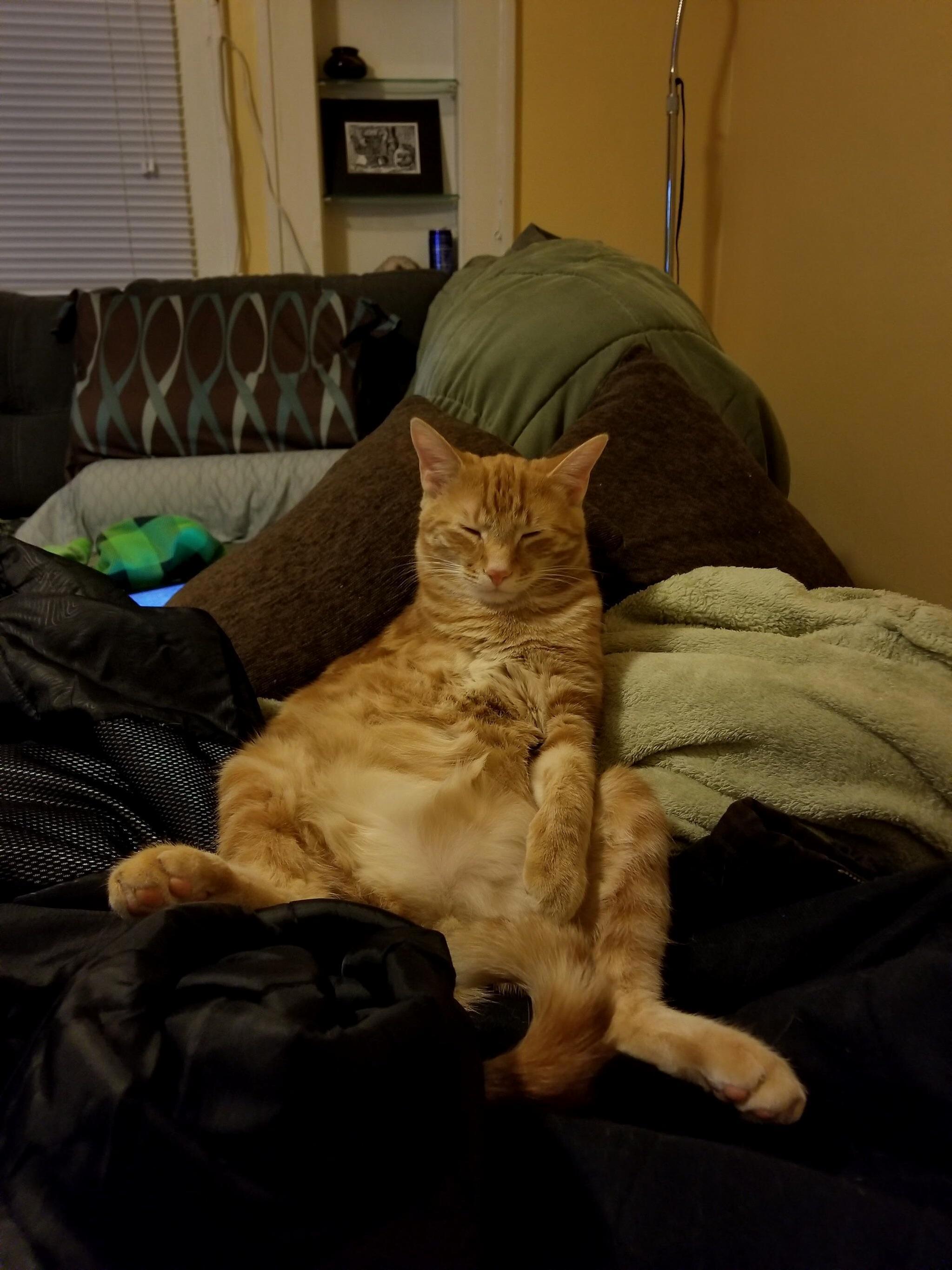 Hes chubby, hes got 3 legs, he still doesnt have a name. orange cat is loving life.