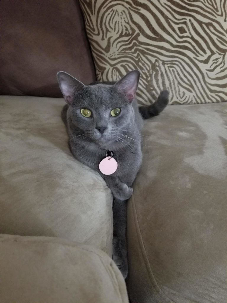 and introducing dash…. Cute cats HQ Pictures of cute cats and