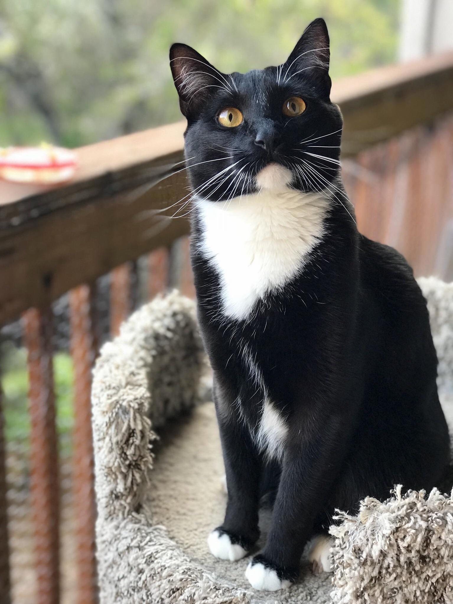 I spent less than to turn my deck into a catio, and have one happy cat as a result!