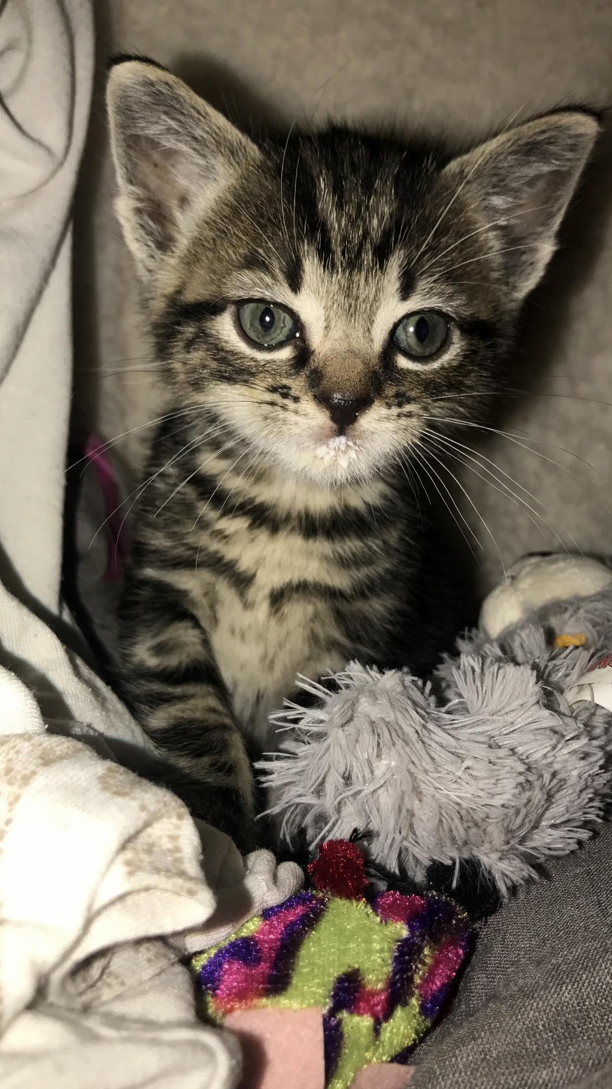 Is there anything cuter than a kittens milk beard