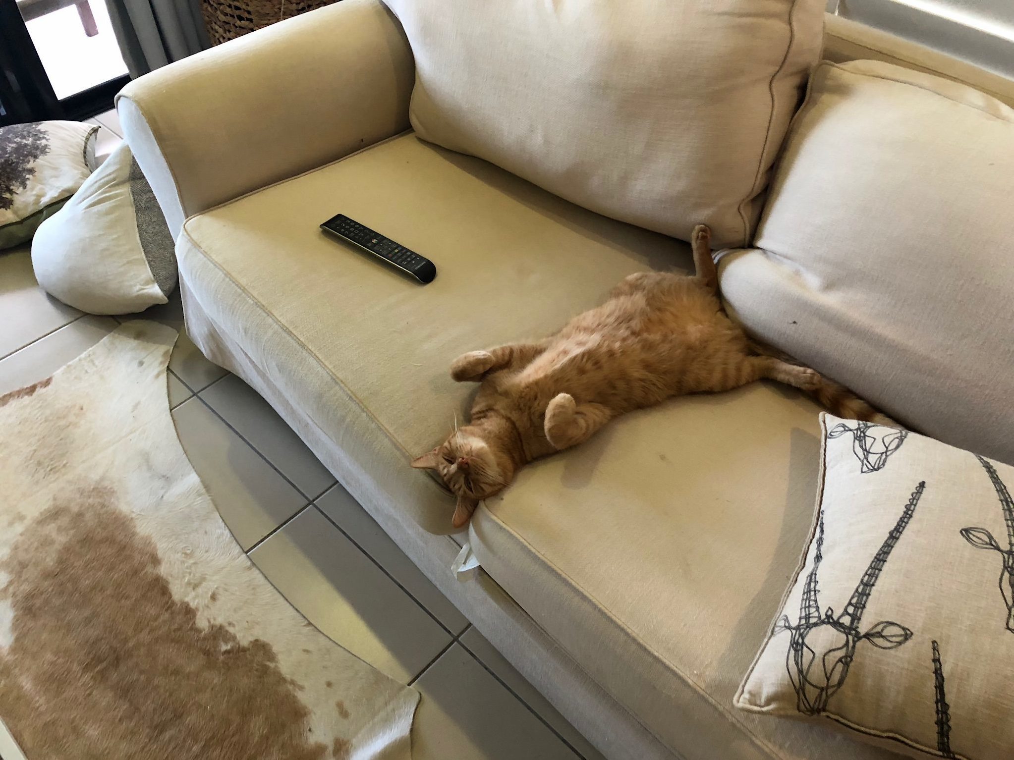 Its hot, this is how he gets comfortable.