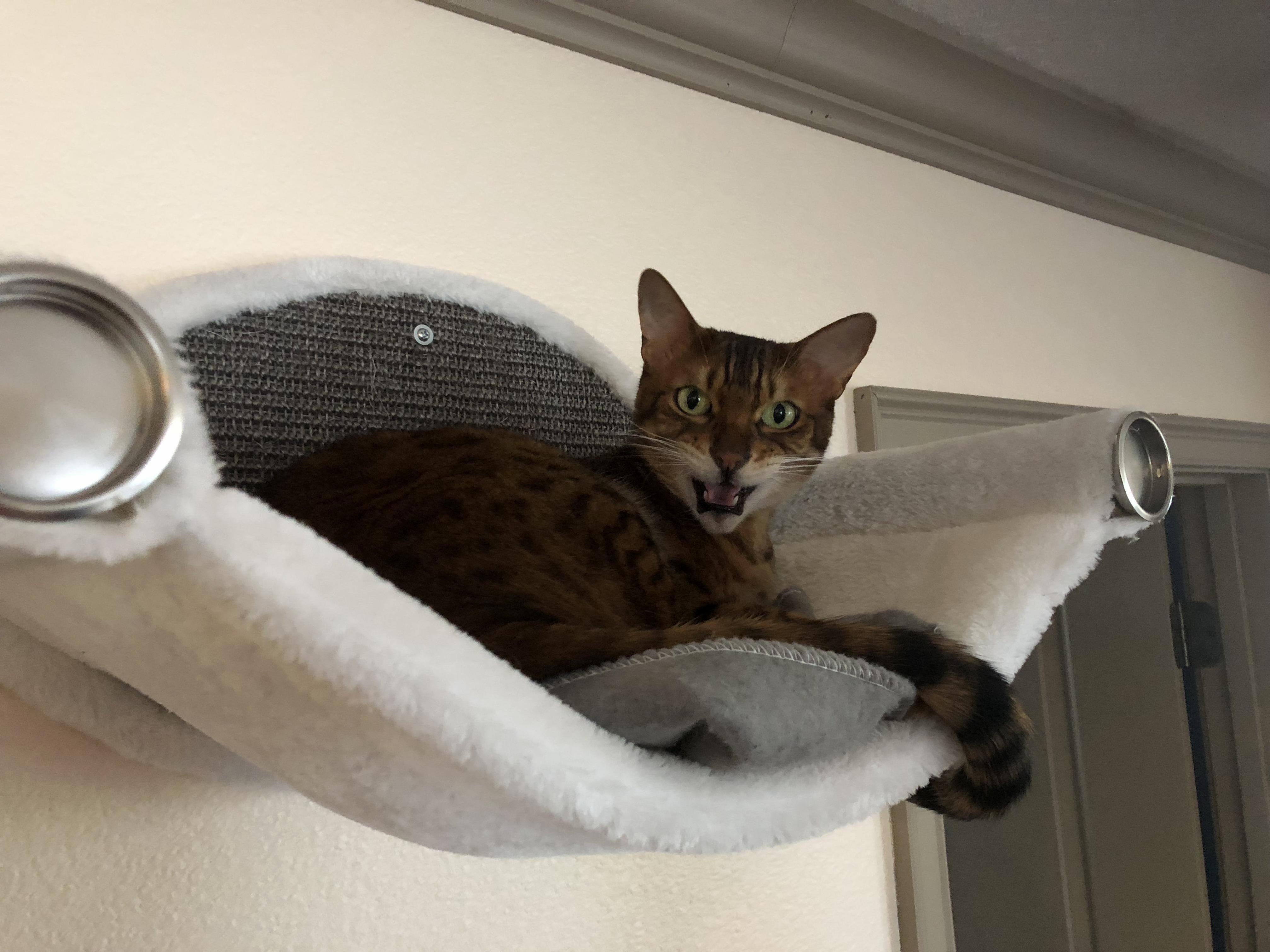 Just cat ified a nice high place for the kitty to nap. think he likes it