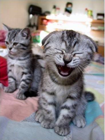 Laughing kitten )