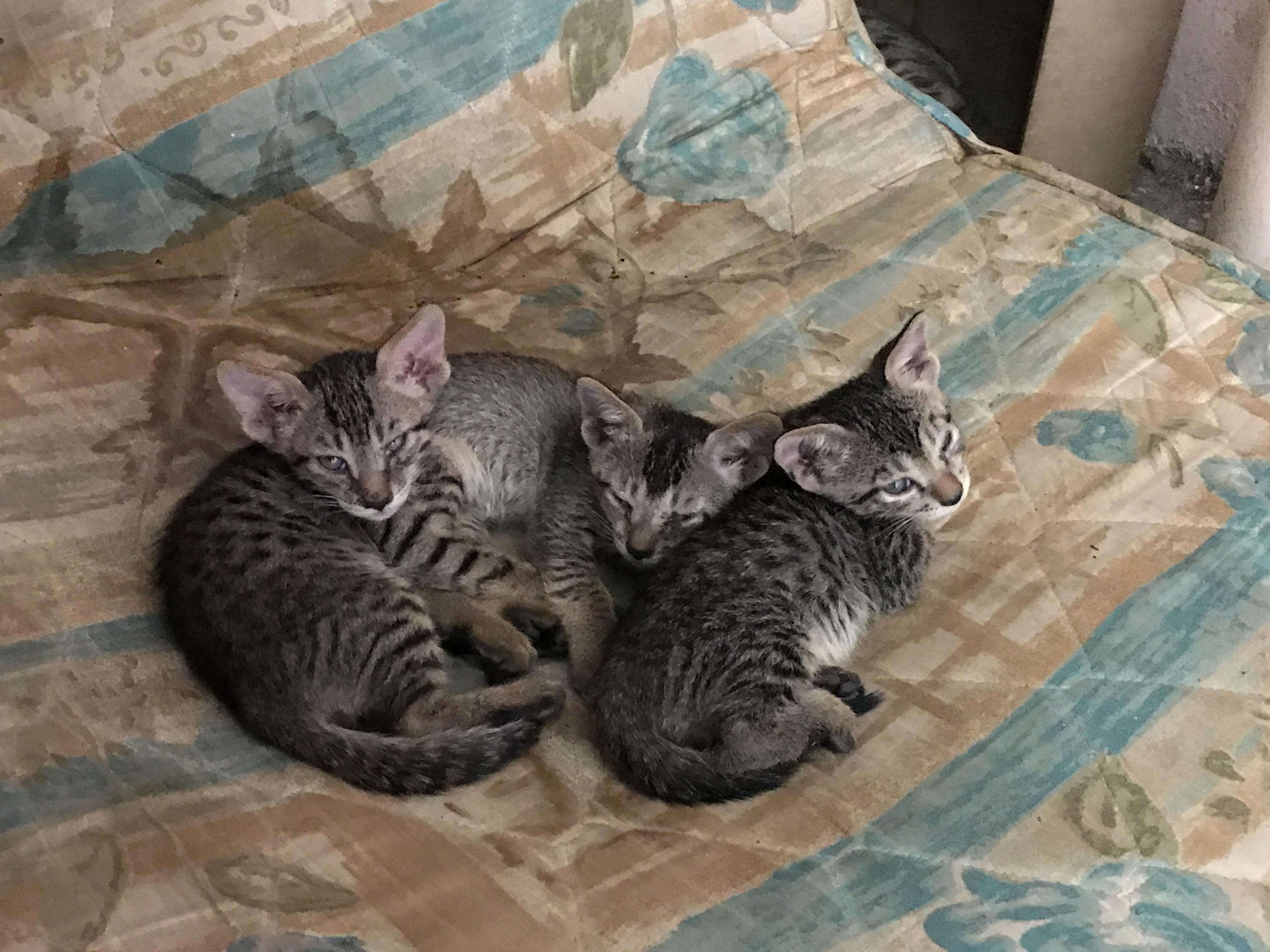 Little kittens in my college hostel.