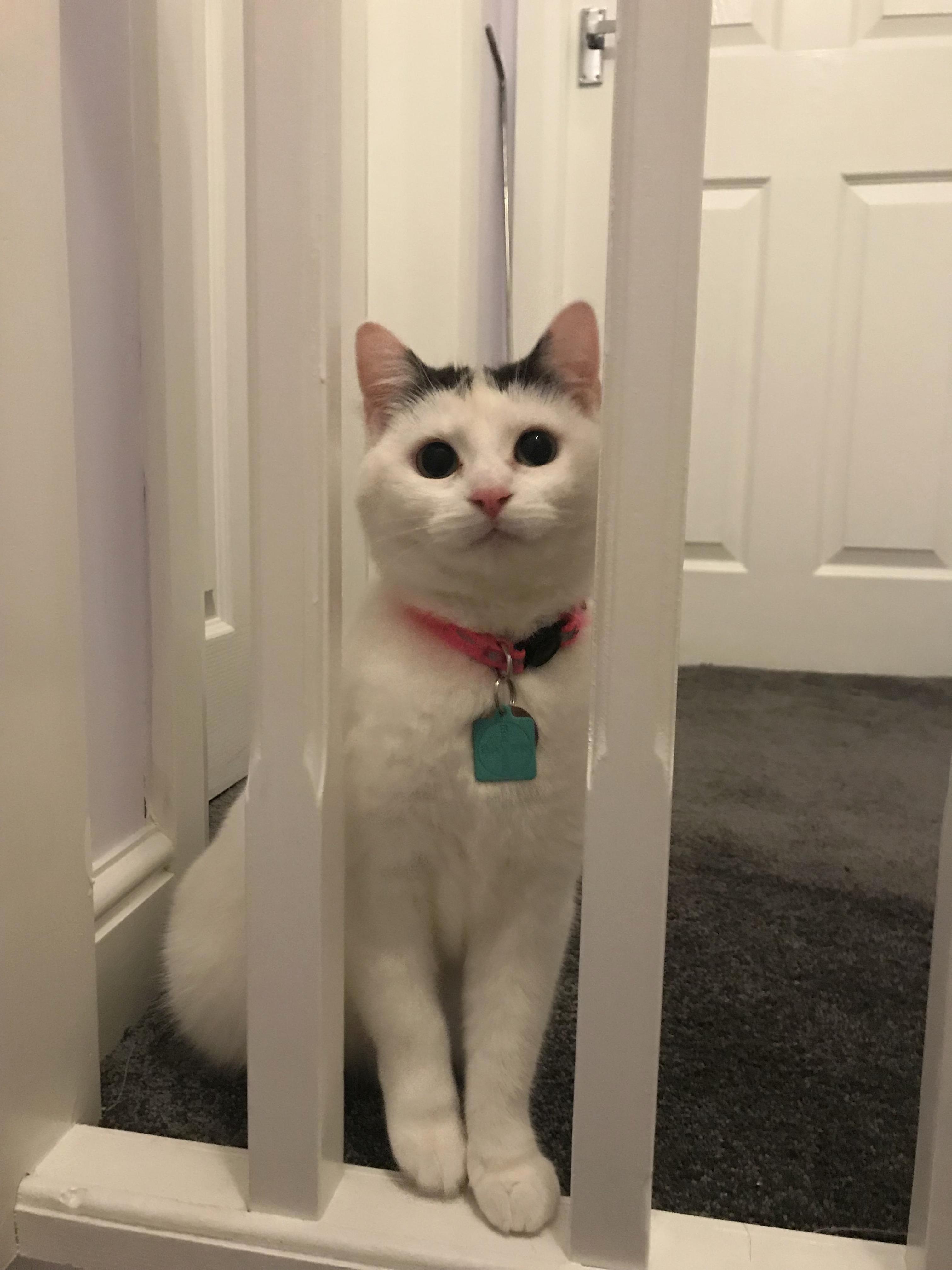 The Happiest Cat Ever Cute cats HQ Pictures of cute cats and