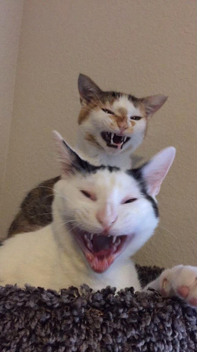 Meet max and booger with their timed yawns